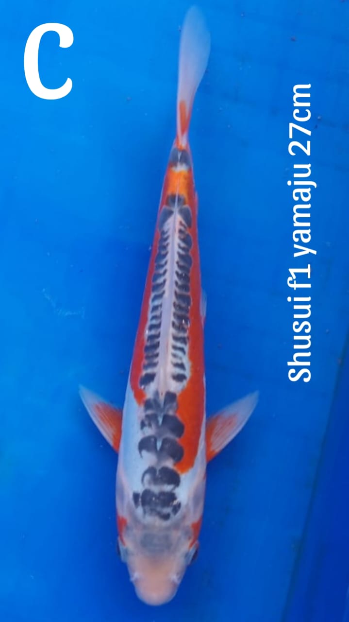Lelang Koi Online, Jual Beli Ikan Koi, Pusat Jual Beli Koi, Info Lelang Koi Hari Ini, Platform Jual Beli Koi, Jual Beli Ikan Koi Online, Marketplace Ikan Koi, Jual Koi Terbaik, Tempat Beli Koi Berkualitas, Pasar Ikan Koi Online Terpercaya, Penjual Ikan Koi Terpercaya, Beli Koi Hias Online, Ikan Koi untuk Dijual, Koi Kualitas Terbaik, Toko Online Ikan Koi, Koi Hias Untuk Dijual, Jual Beli Ikan Koi Lokal, Koi Indonesia Online, Pusat Jual Beli Koi Terbesar