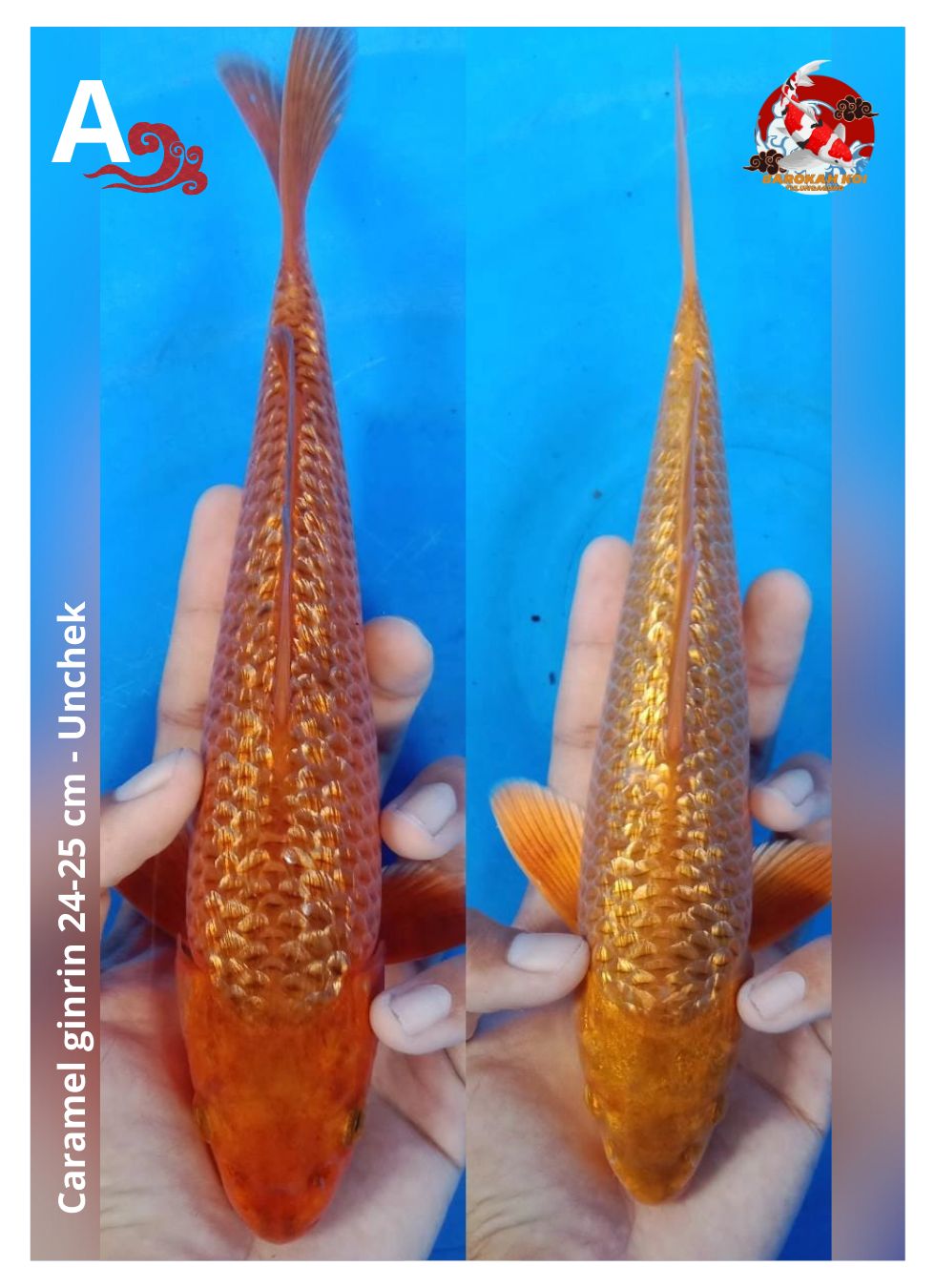 Lelang Koi Online, Jual Beli Ikan Koi, Pusat Jual Beli Koi, Info Lelang Koi Hari Ini, Platform Jual Beli Koi, Jual Beli Ikan Koi Online, Marketplace Ikan Koi, Jual Koi Terbaik, Tempat Beli Koi Berkualitas, Pasar Ikan Koi Online Terpercaya, Penjual Ikan Koi Terpercaya, Beli Koi Hias Online, Ikan Koi untuk Dijual, Koi Kualitas Terbaik, Toko Online Ikan Koi, Koi Hias Untuk Dijual, Jual Beli Ikan Koi Lokal, Koi Indonesia Online, Pusat Jual Beli Koi Terbesar