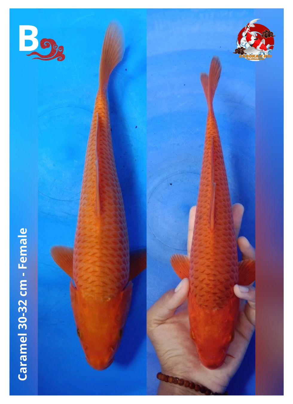 Lelang Koi Online, Jual Beli Ikan Koi, Pusat Jual Beli Koi, Info Lelang Koi Hari Ini, Platform Jual Beli Koi, Jual Beli Ikan Koi Online, Marketplace Ikan Koi, Jual Koi Terbaik, Tempat Beli Koi Berkualitas, Pasar Ikan Koi Online Terpercaya, Penjual Ikan Koi Terpercaya, Beli Koi Hias Online, Ikan Koi untuk Dijual, Koi Kualitas Terbaik, Toko Online Ikan Koi, Koi Hias Untuk Dijual, Jual Beli Ikan Koi Lokal, Koi Indonesia Online, Pusat Jual Beli Koi Terbesar