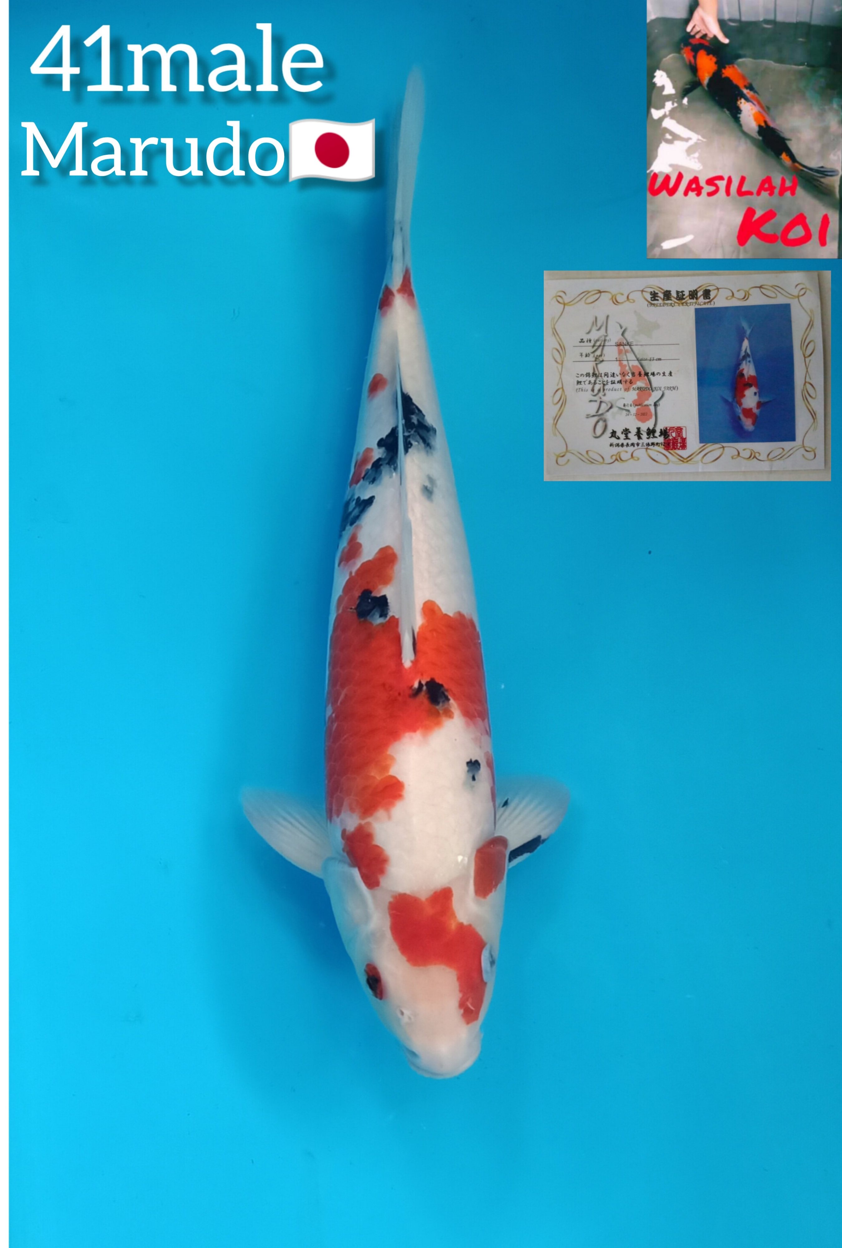 Lelang Koi Online, Jual Beli Ikan Koi, Pusat Jual Beli Koi, Info Lelang Koi Hari Ini, Platform Jual Beli Koi, Jual Beli Ikan Koi Online, Marketplace Ikan Koi, Jual Koi Terbaik, Tempat Beli Koi Berkualitas, Pasar Ikan Koi Online Terpercaya, Penjual Ikan Koi Terpercaya, Beli Koi Hias Online, Ikan Koi untuk Dijual, Koi Kualitas Terbaik, Toko Online Ikan Koi, Koi Hias Untuk Dijual, Jual Beli Ikan Koi Lokal, Koi Indonesia Online, Pusat Jual Beli Koi Terbesar