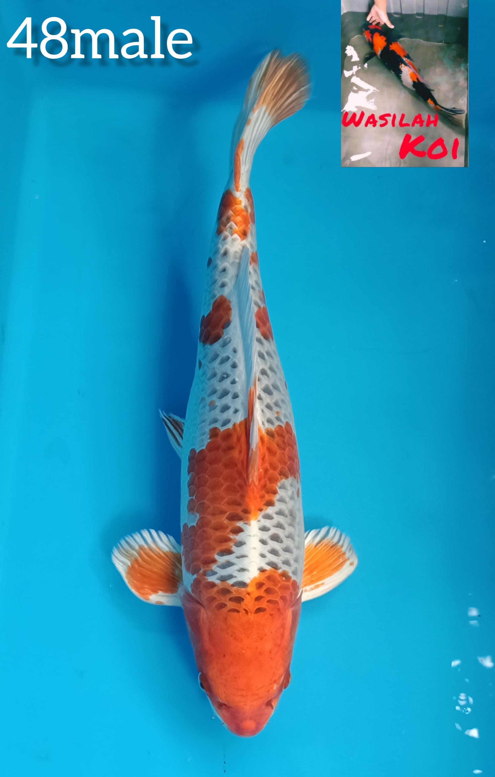 Lelang Koi Online, Jual Beli Ikan Koi, Pusat Jual Beli Koi, Info Lelang Koi Hari Ini, Platform Jual Beli Koi, Jual Beli Ikan Koi Online, Marketplace Ikan Koi, Jual Koi Terbaik, Tempat Beli Koi Berkualitas, Pasar Ikan Koi Online Terpercaya, Penjual Ikan Koi Terpercaya, Beli Koi Hias Online, Ikan Koi untuk Dijual, Koi Kualitas Terbaik, Toko Online Ikan Koi, Koi Hias Untuk Dijual, Jual Beli Ikan Koi Lokal, Koi Indonesia Online, Pusat Jual Beli Koi Terbesar