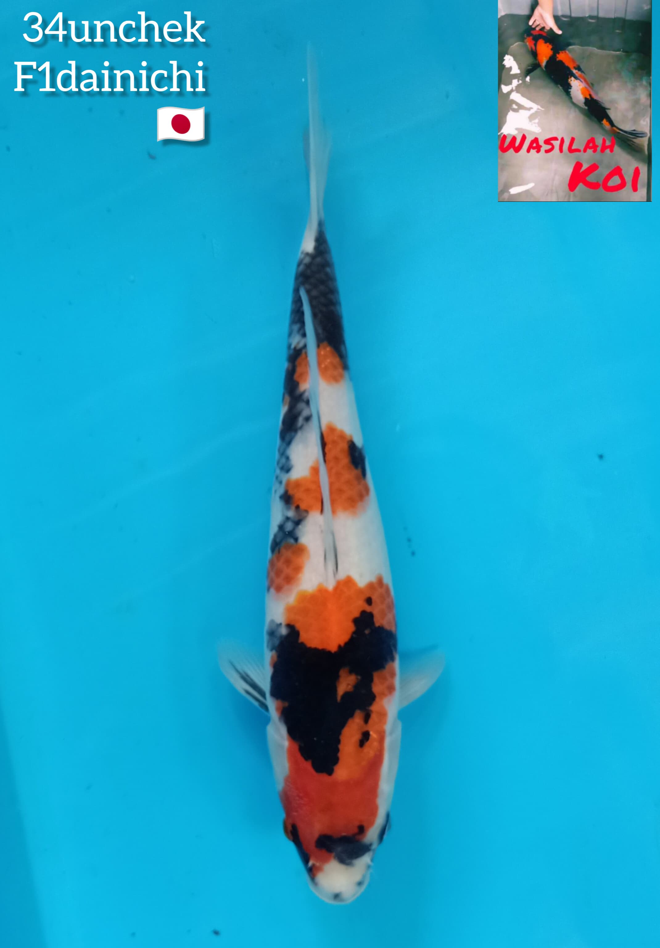 Lelang Koi Online, Jual Beli Ikan Koi, Pusat Jual Beli Koi, Info Lelang Koi Hari Ini, Platform Jual Beli Koi, Jual Beli Ikan Koi Online, Marketplace Ikan Koi, Jual Koi Terbaik, Tempat Beli Koi Berkualitas, Pasar Ikan Koi Online Terpercaya, Penjual Ikan Koi Terpercaya, Beli Koi Hias Online, Ikan Koi untuk Dijual, Koi Kualitas Terbaik, Toko Online Ikan Koi, Koi Hias Untuk Dijual, Jual Beli Ikan Koi Lokal, Koi Indonesia Online, Pusat Jual Beli Koi Terbesar