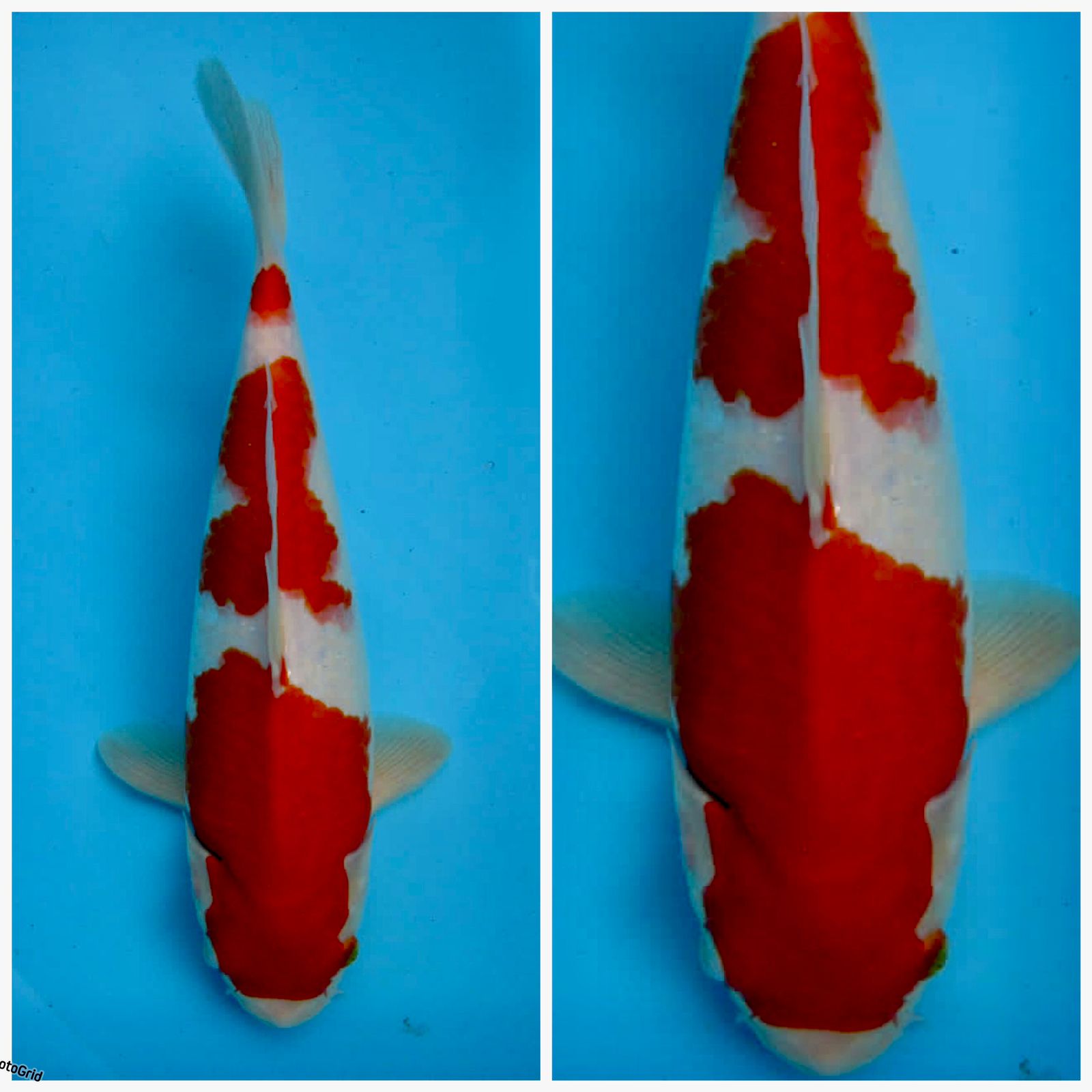 KOHAKU F1 SAKAI INDUK SIZE60 JANTAN 50cm 30cm MALE