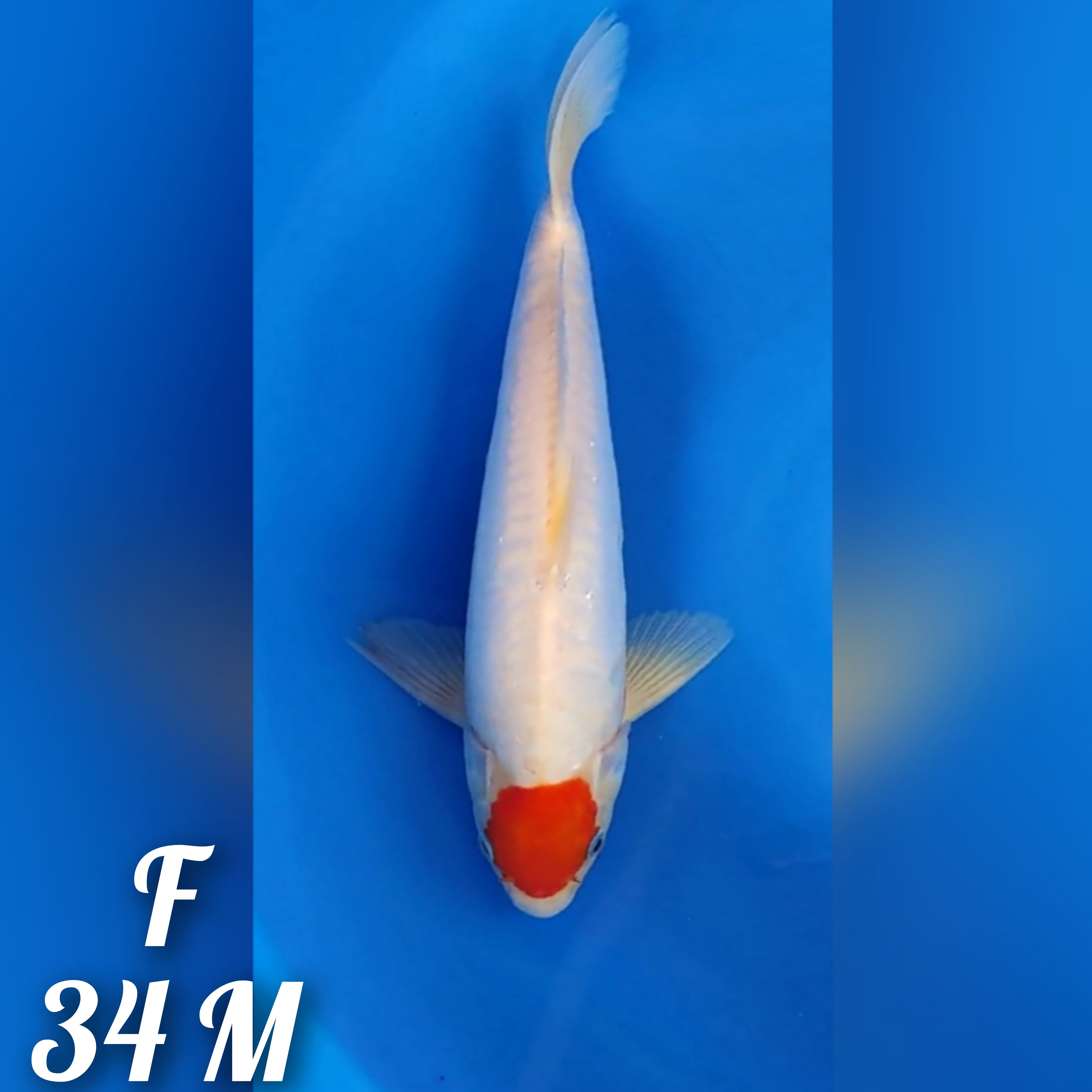 TANCO KOHAKU DOITSU ORIGINAL 34cm