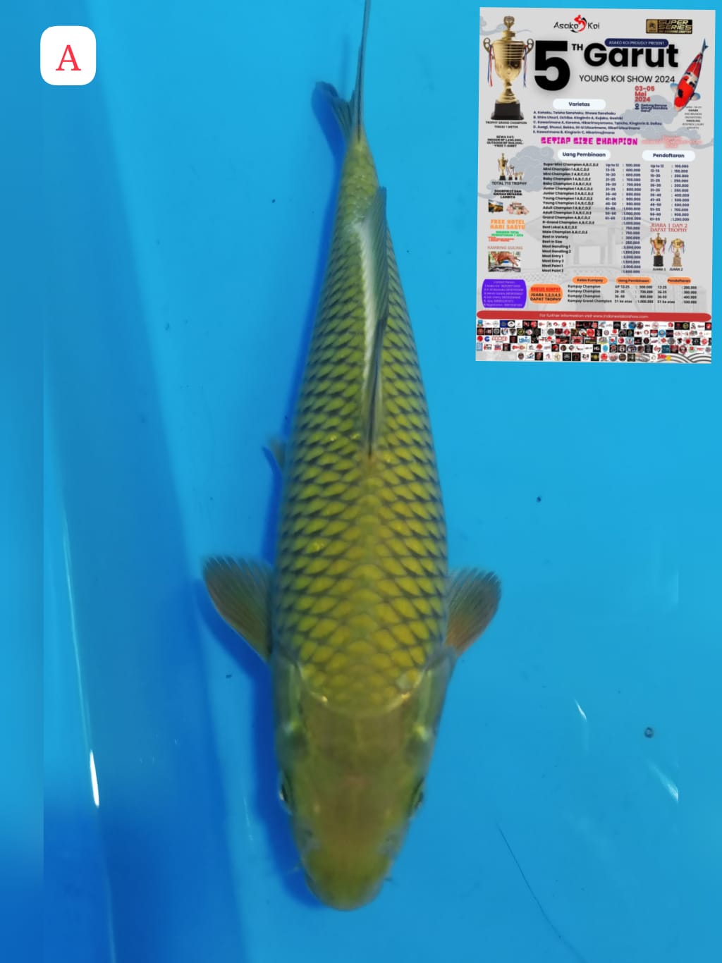 Lelang Koi Online, Jual Beli Ikan Koi, Pusat Jual Beli Koi, Info Lelang Koi Hari Ini, Platform Jual Beli Koi, Jual Beli Ikan Koi Online, Marketplace Ikan Koi, Jual Koi Terbaik, Tempat Beli Koi Berkualitas, Pasar Ikan Koi Online Terpercaya, Penjual Ikan Koi Terpercaya, Beli Koi Hias Online, Ikan Koi untuk Dijual, Koi Kualitas Terbaik, Toko Online Ikan Koi, Koi Hias Untuk Dijual, Jual Beli Ikan Koi Lokal, Koi Indonesia Online, Pusat Jual Beli Koi Terbesar