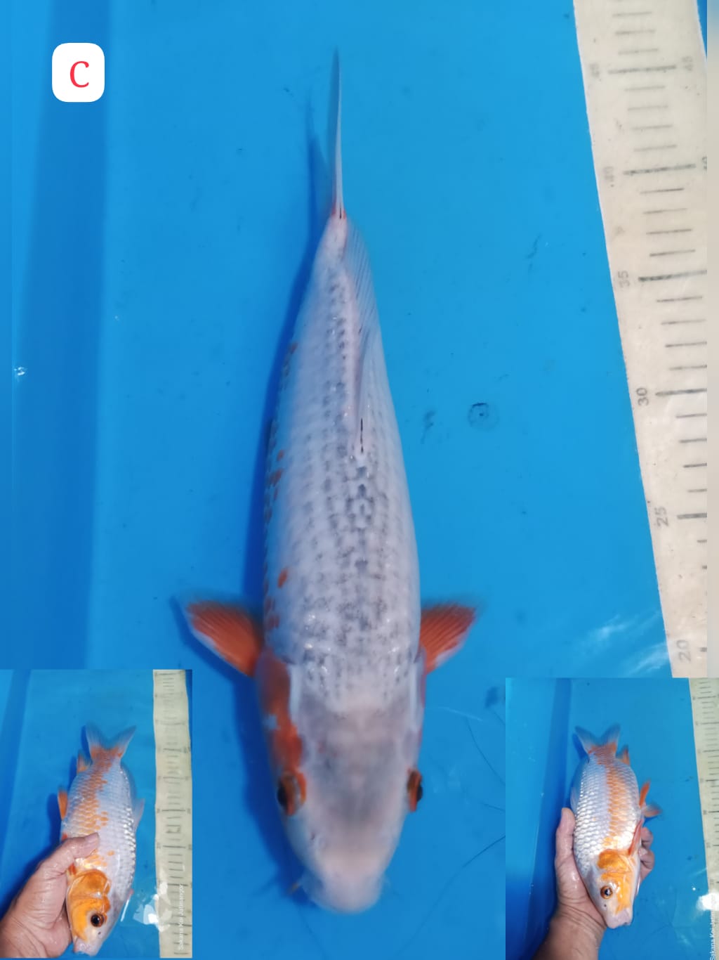 Lelang Koi Online, Jual Beli Ikan Koi, Pusat Jual Beli Koi, Info Lelang Koi Hari Ini, Platform Jual Beli Koi, Jual Beli Ikan Koi Online, Marketplace Ikan Koi, Jual Koi Terbaik, Tempat Beli Koi Berkualitas, Pasar Ikan Koi Online Terpercaya, Penjual Ikan Koi Terpercaya, Beli Koi Hias Online, Ikan Koi untuk Dijual, Koi Kualitas Terbaik, Toko Online Ikan Koi, Koi Hias Untuk Dijual, Jual Beli Ikan Koi Lokal, Koi Indonesia Online, Pusat Jual Beli Koi Terbesar