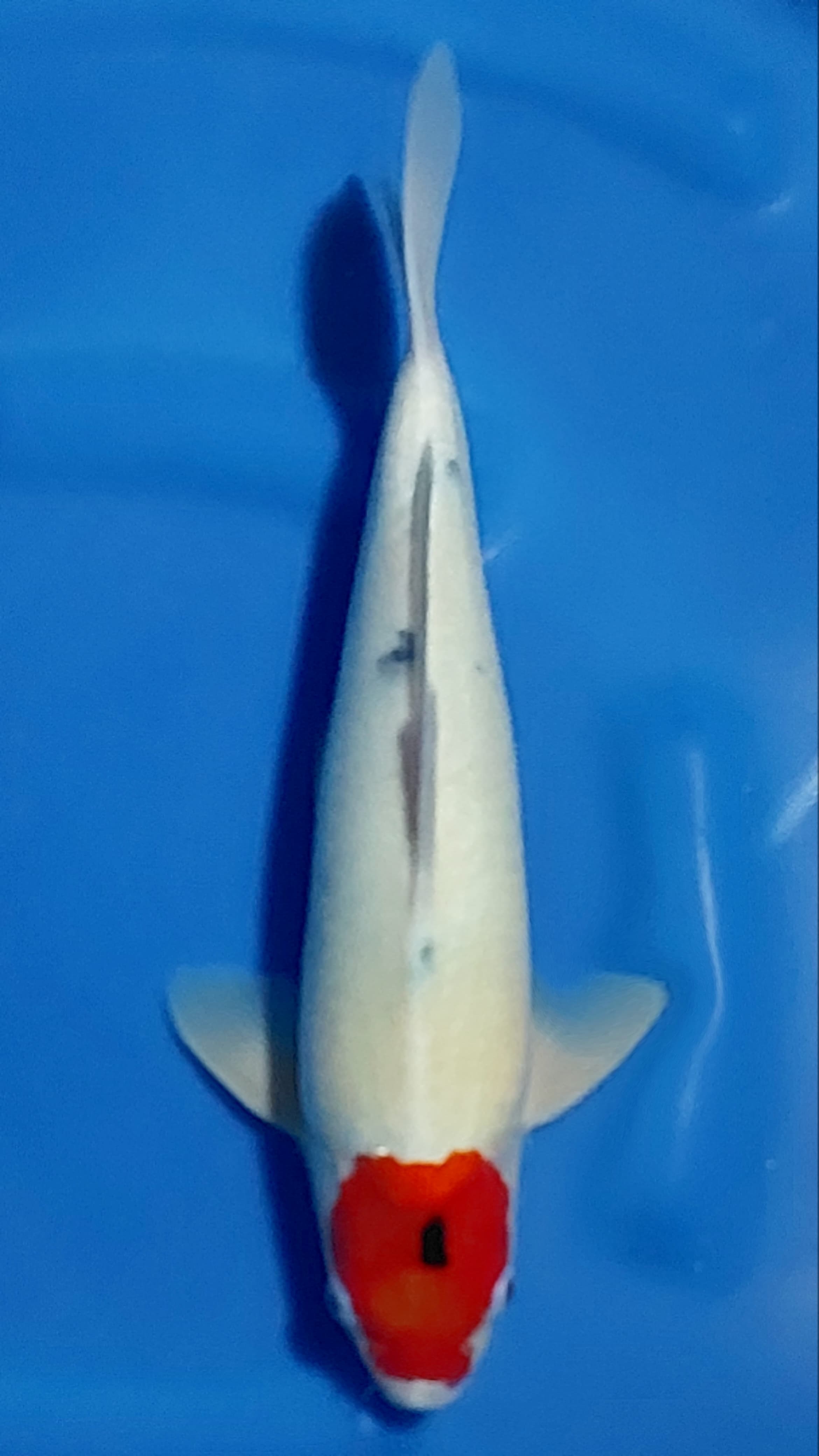 TANCHO SANKE 36cm