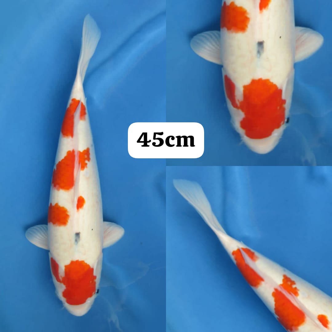 JUMBO SANKE TATEGOI POLA ORI 45cm
