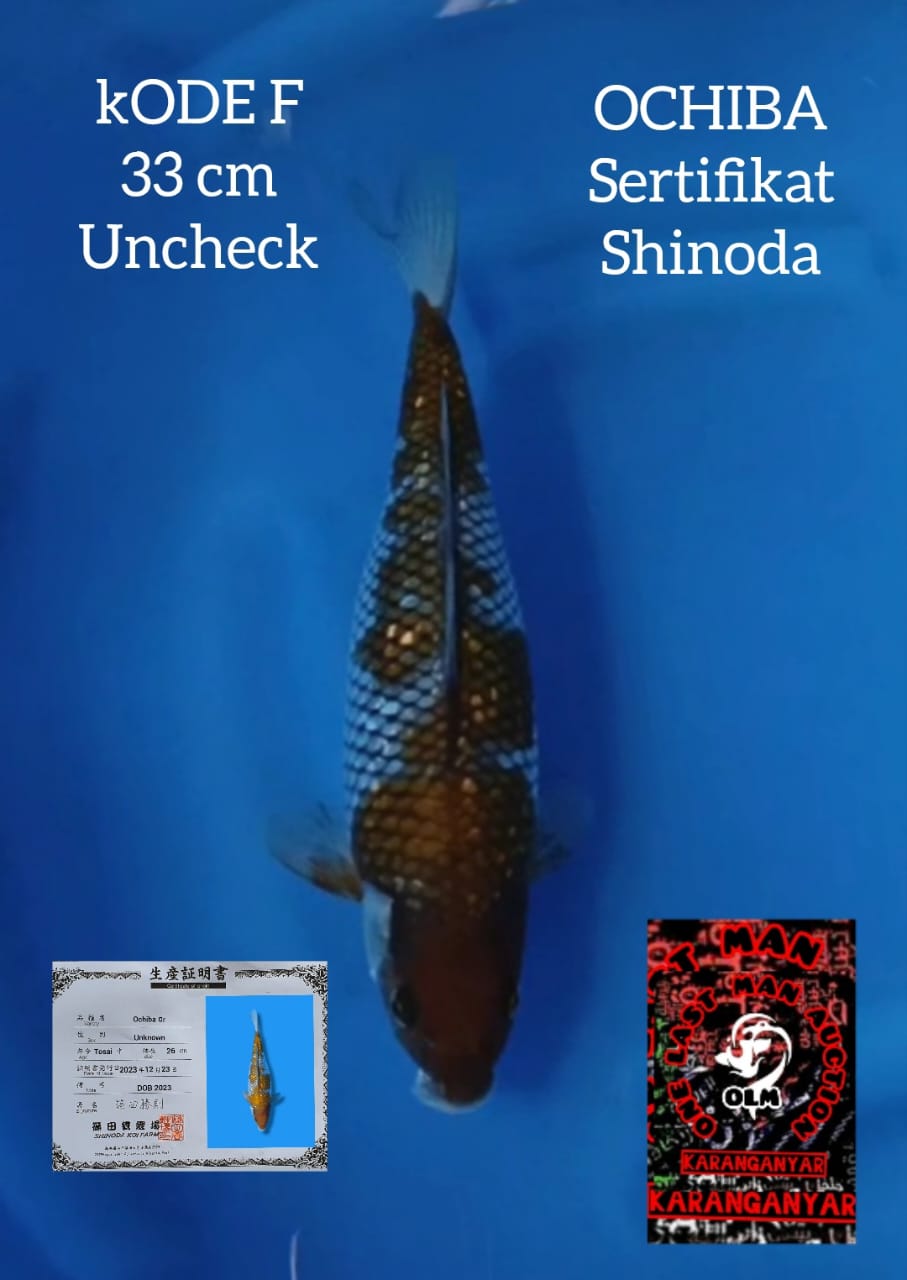 OCHIBA SERTIFIKAT SHINODA 33cm