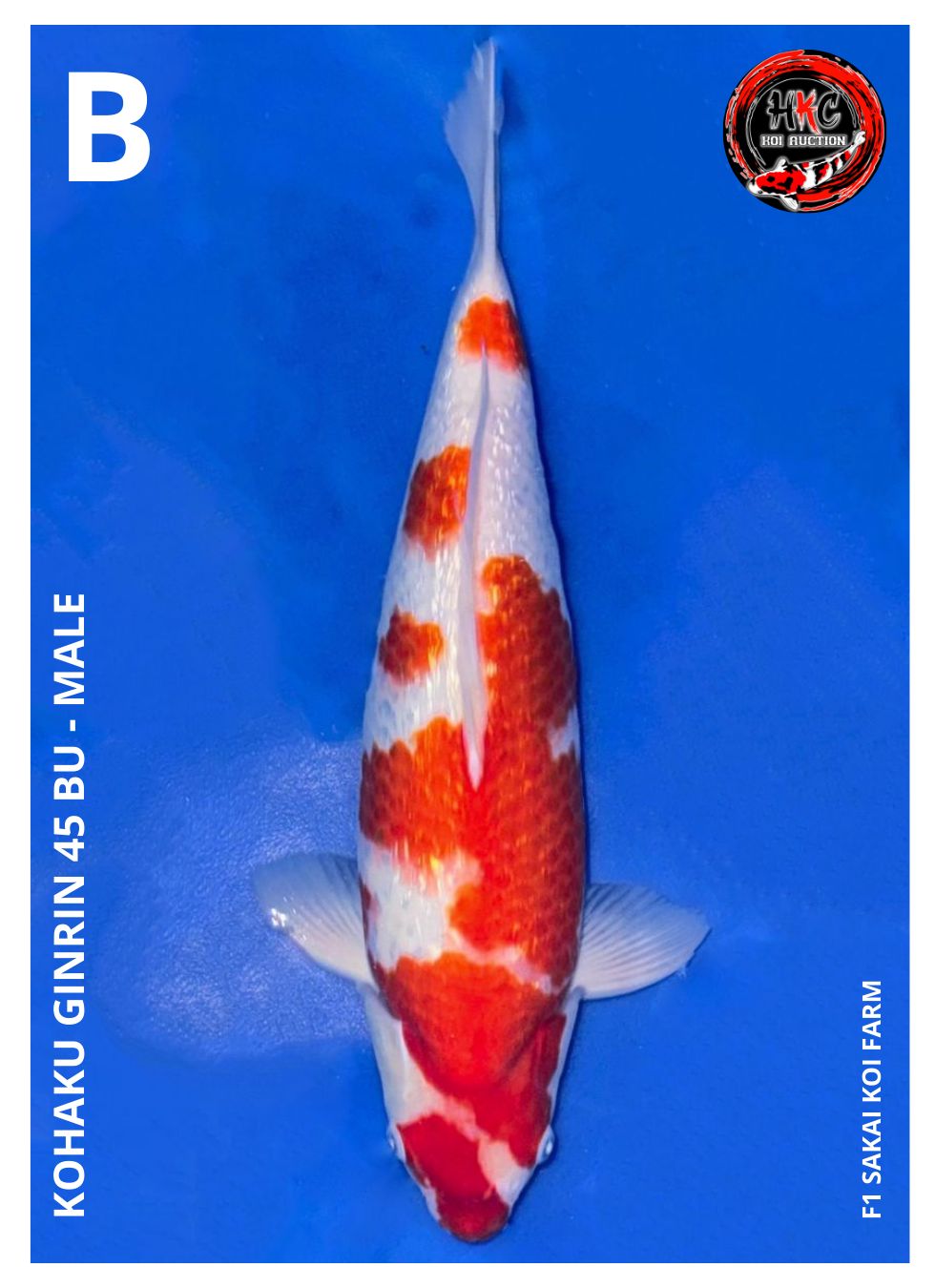 KOHAKU GINRIN 45BU