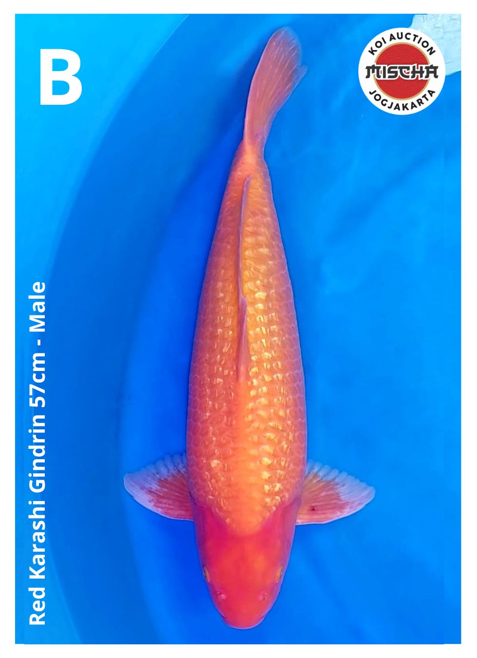 RED KARASHI GINDRIN 57cm