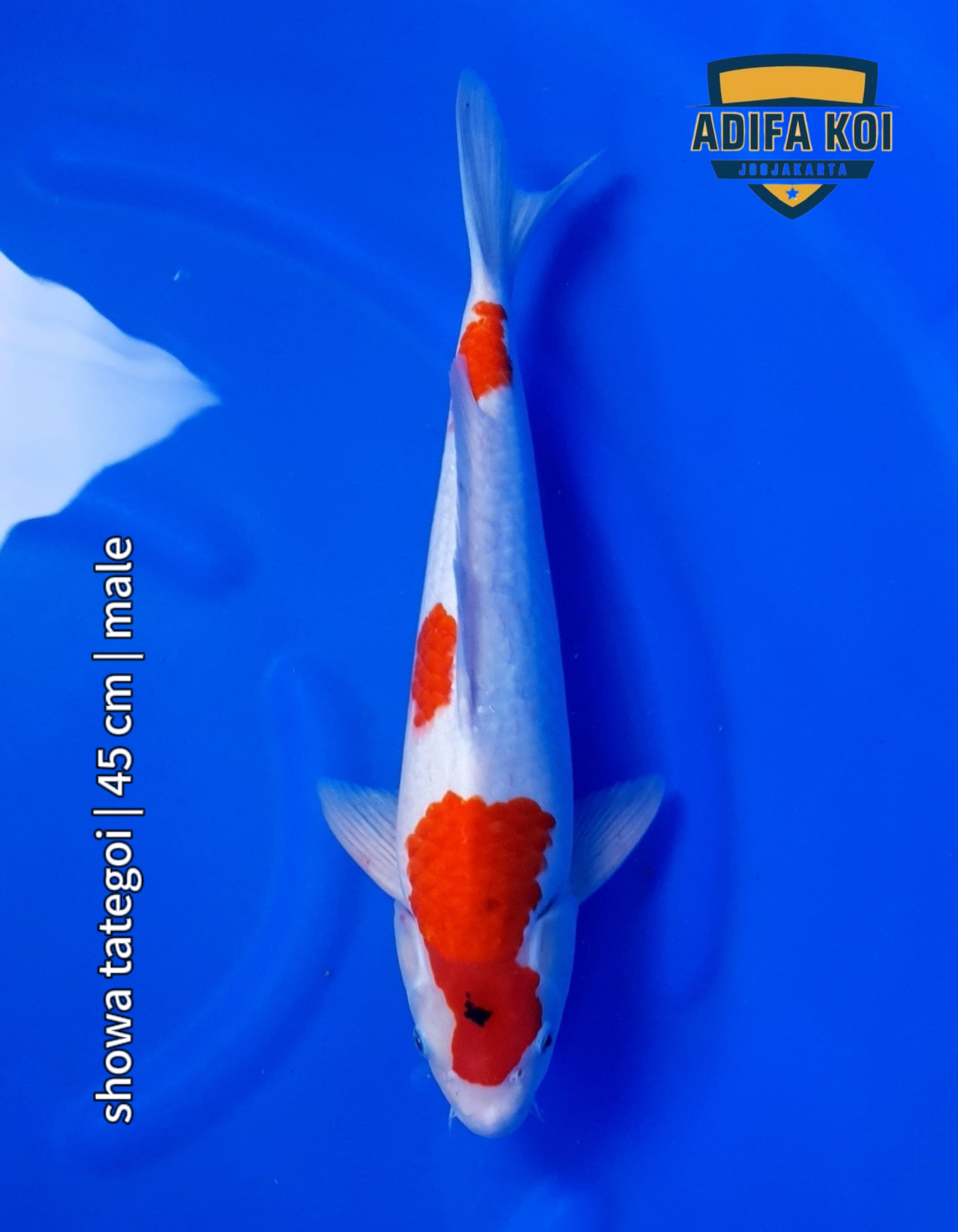 SHOWA TATEGOI 45cm