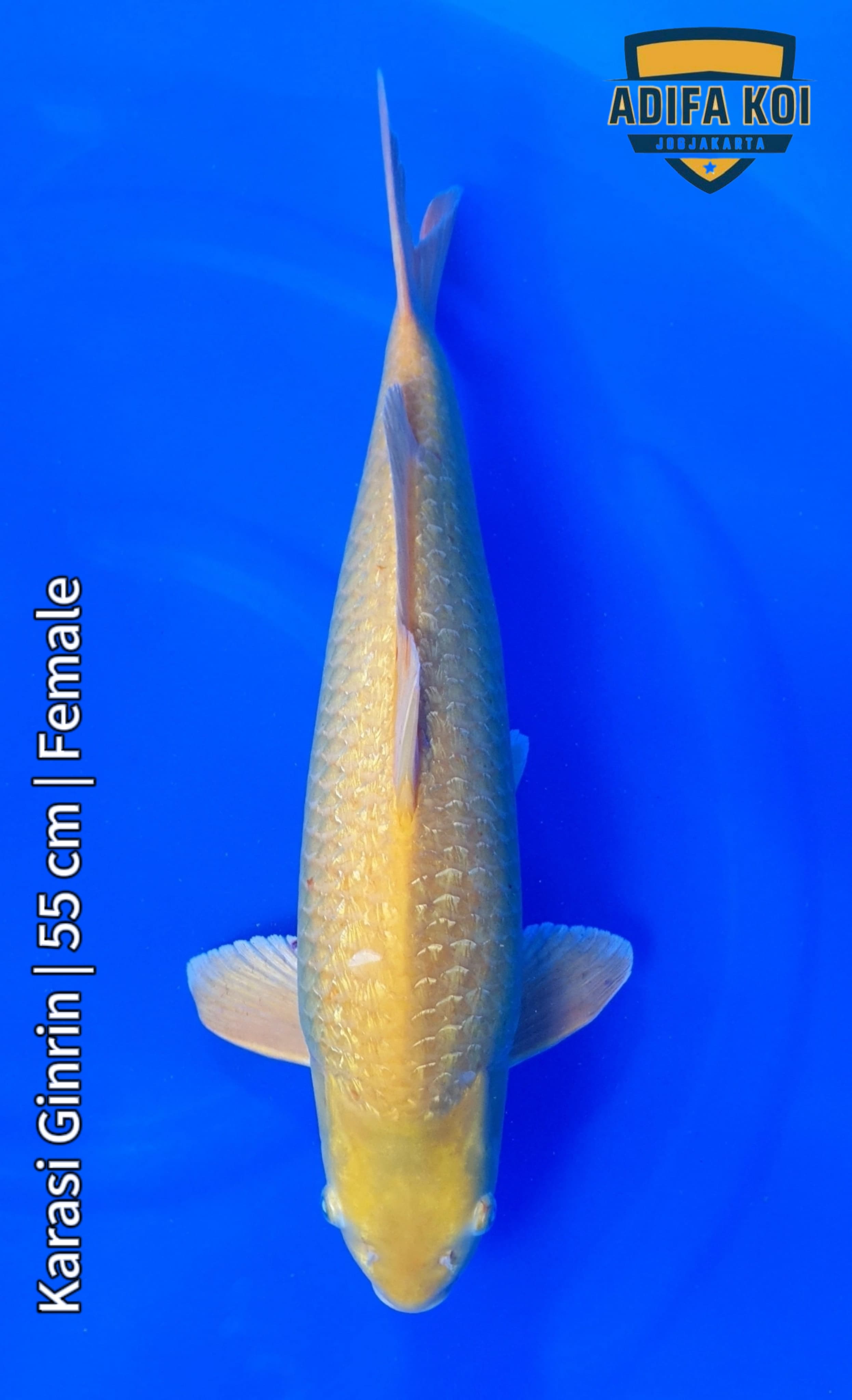 KARASI GINRIN 55cm