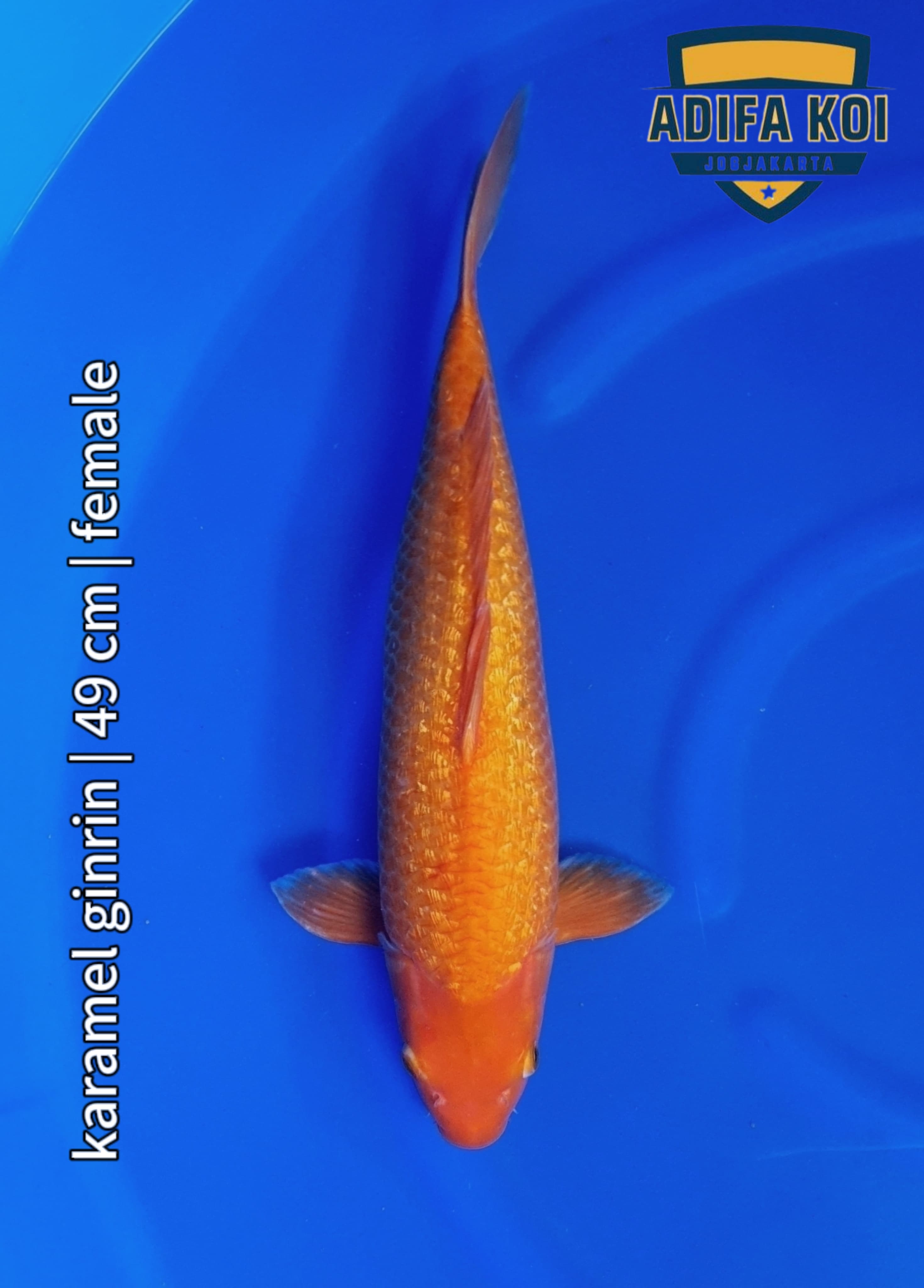 KARAMEL GINRIN 49cm