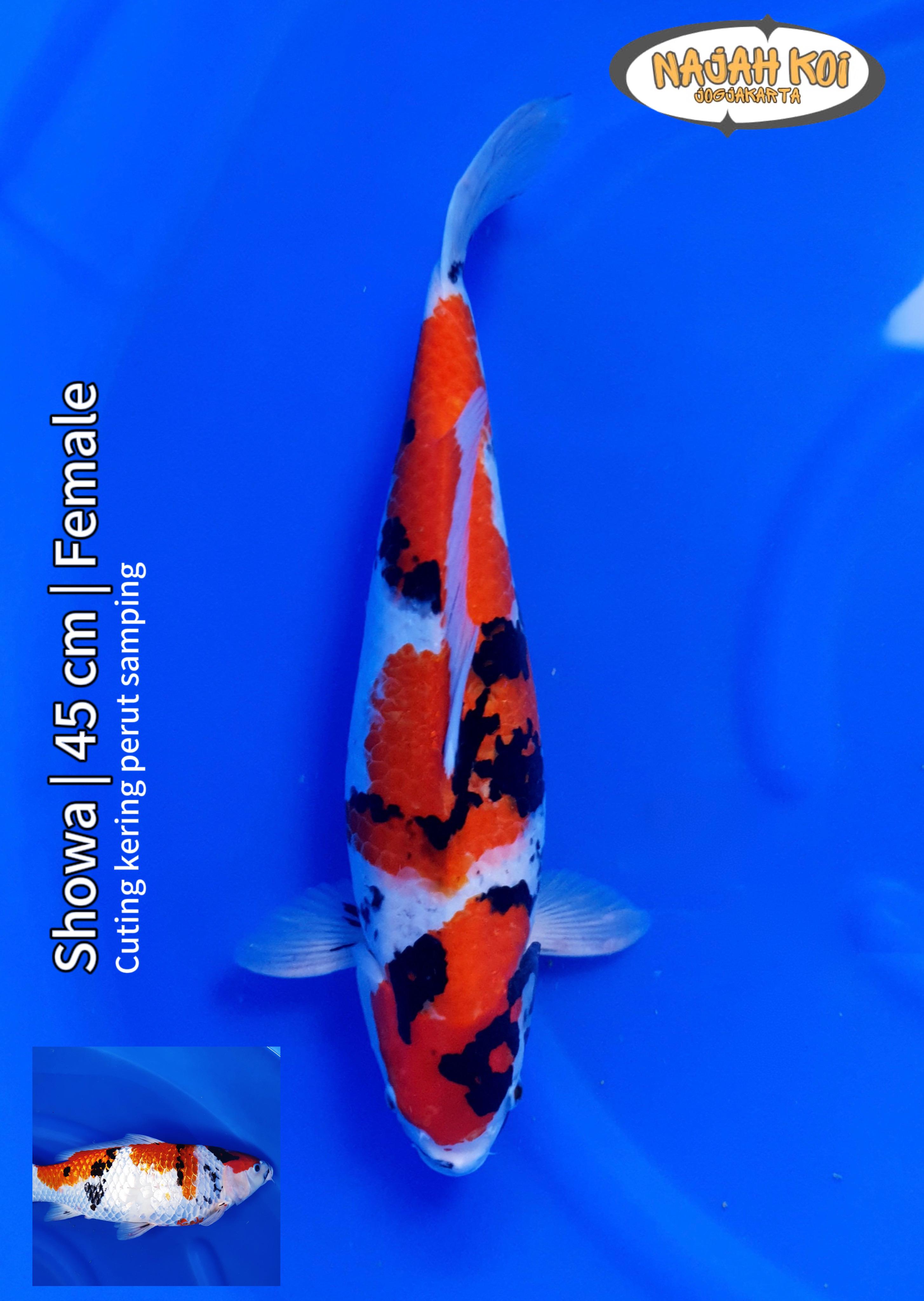 SHOWA 45cm