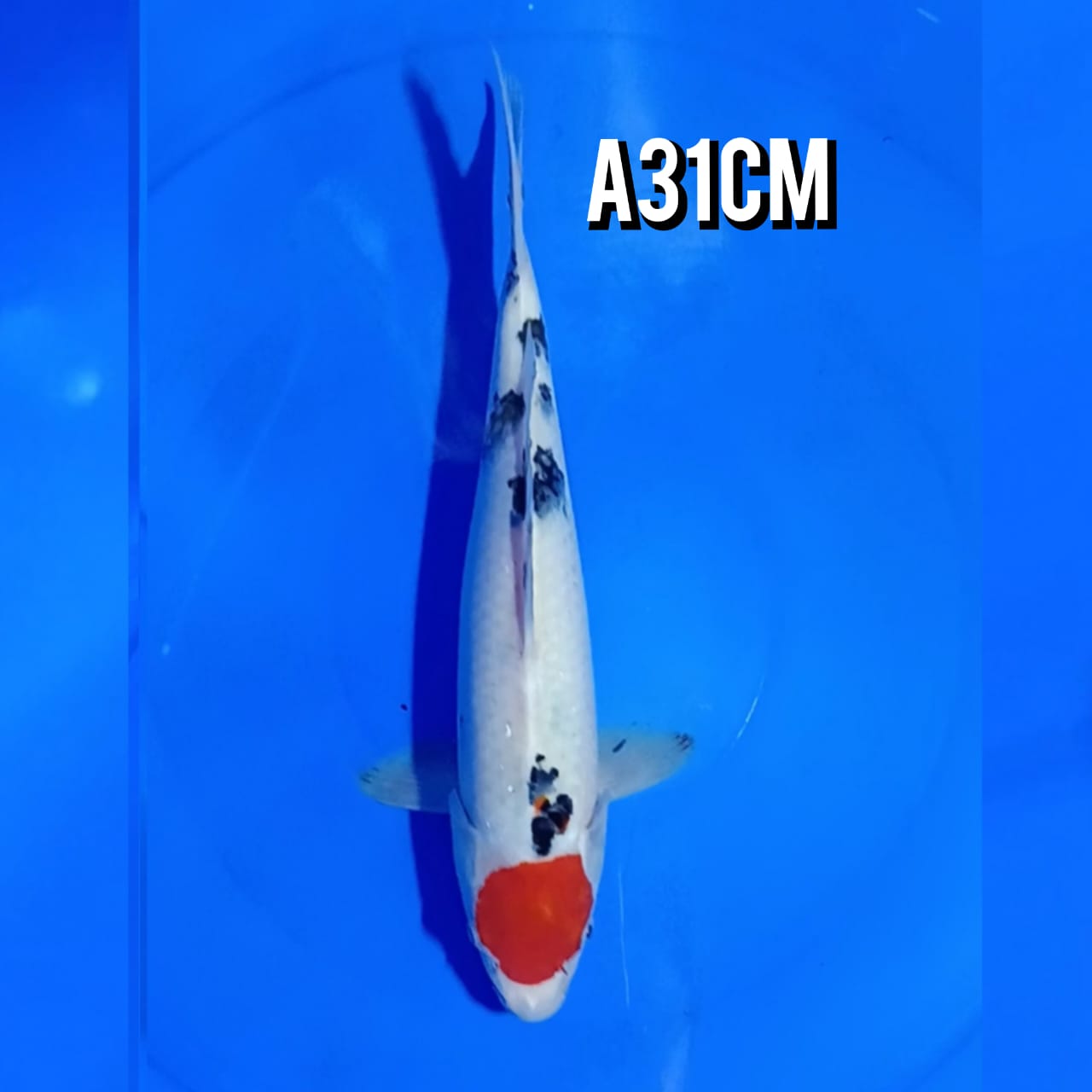TANCHO SANKE 31cm