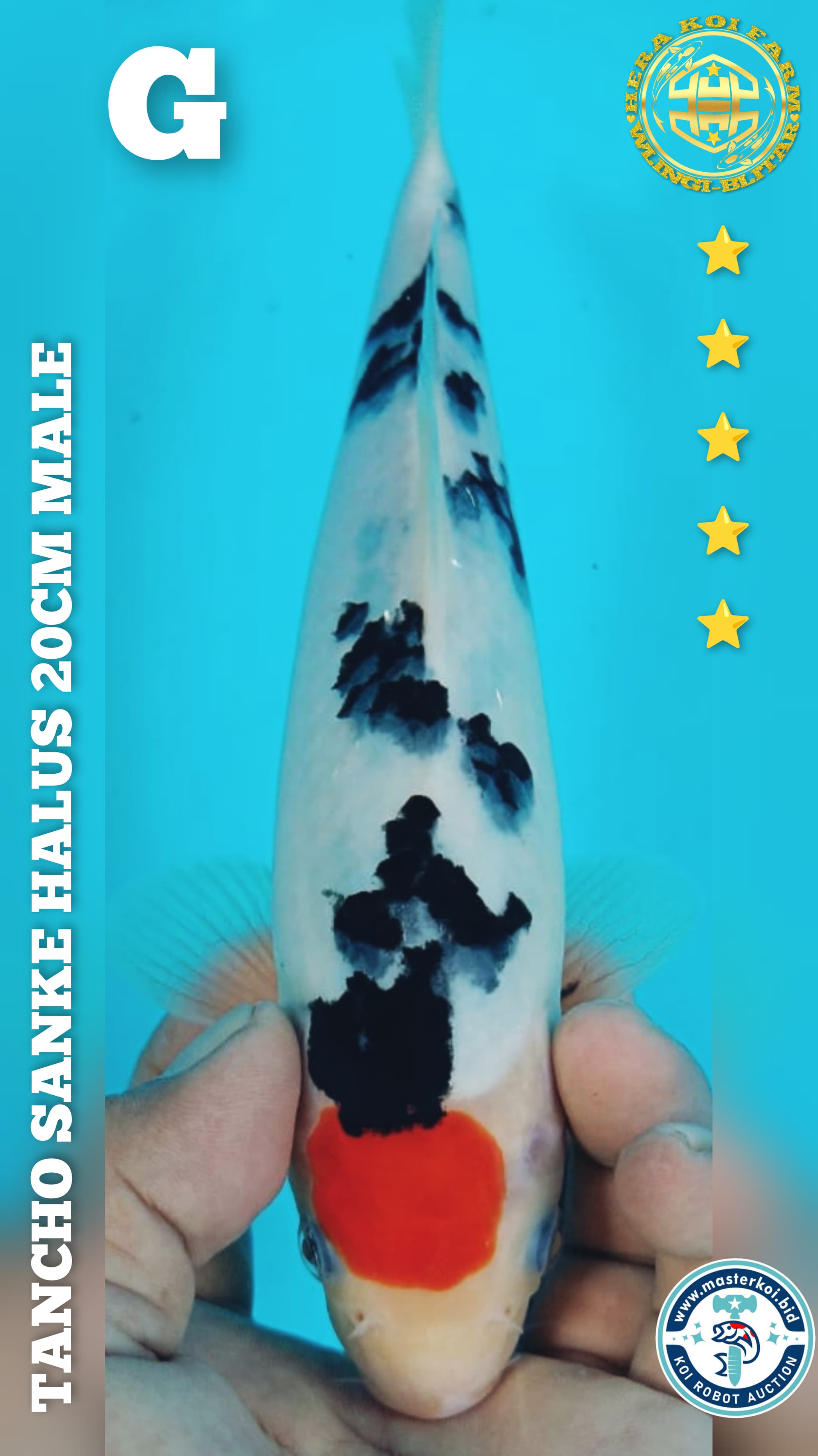 TANCHO SANKE HALUS 20cm MALE