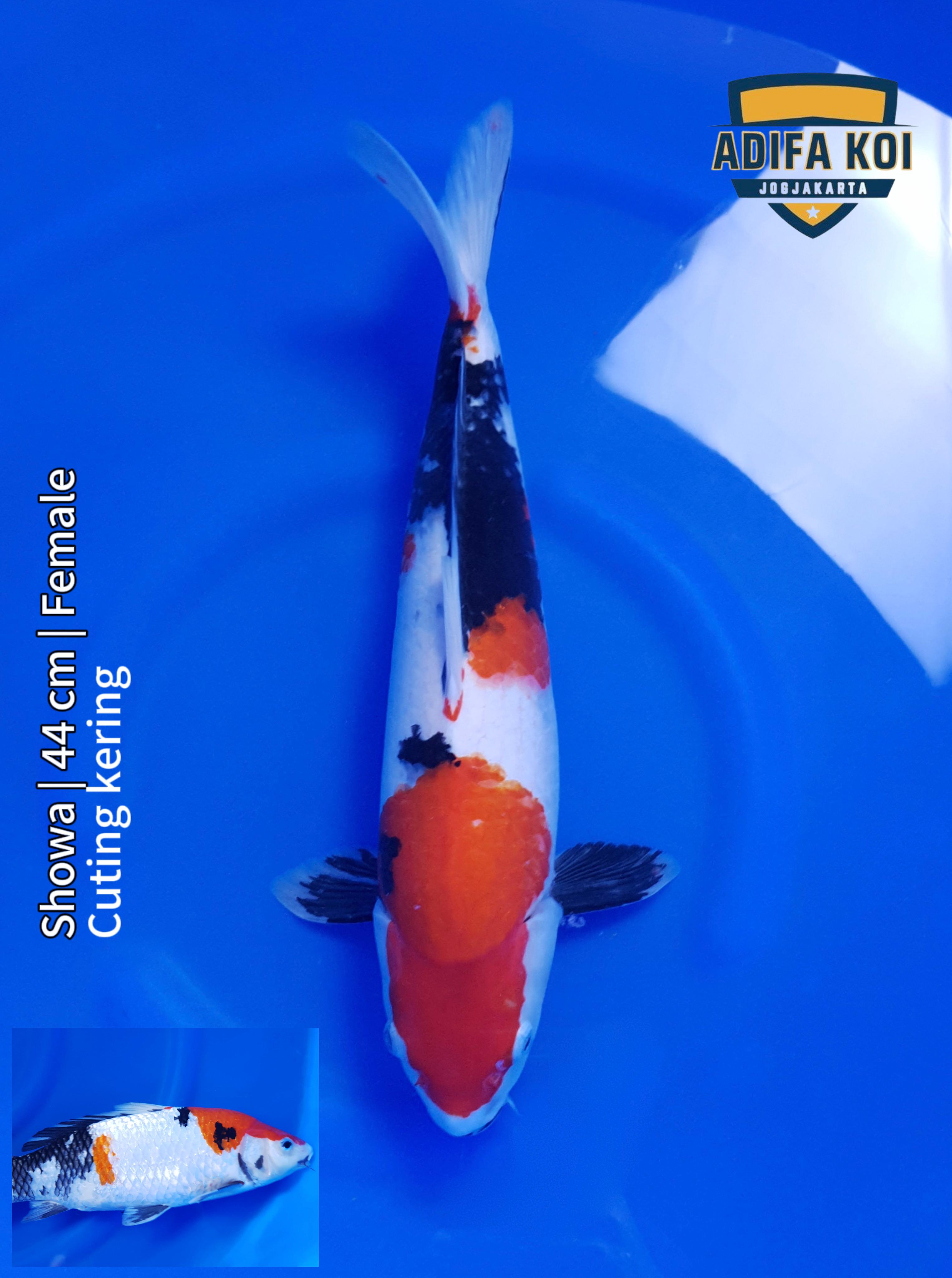 SHOWA 44cm