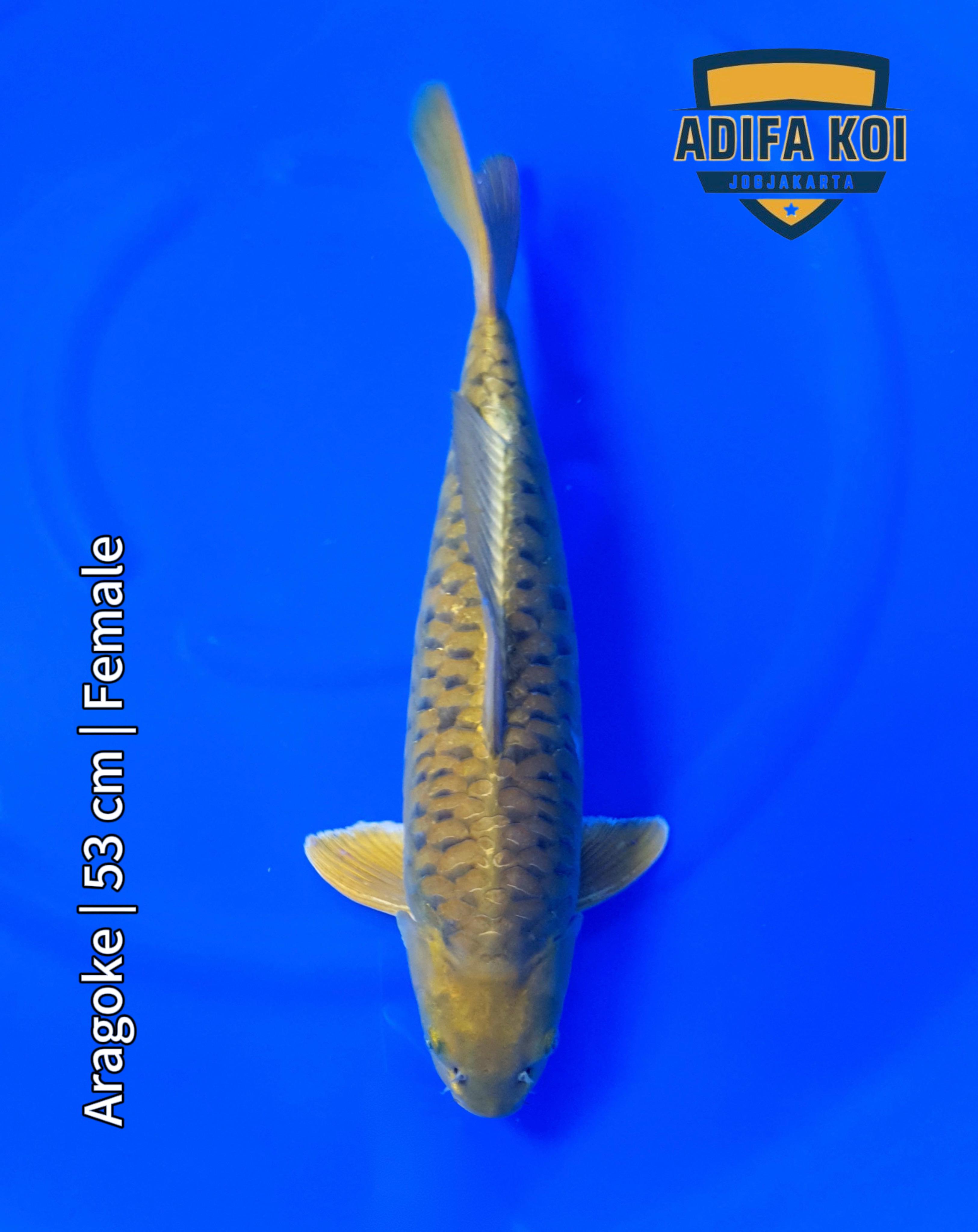 ARAGOKE 53cm