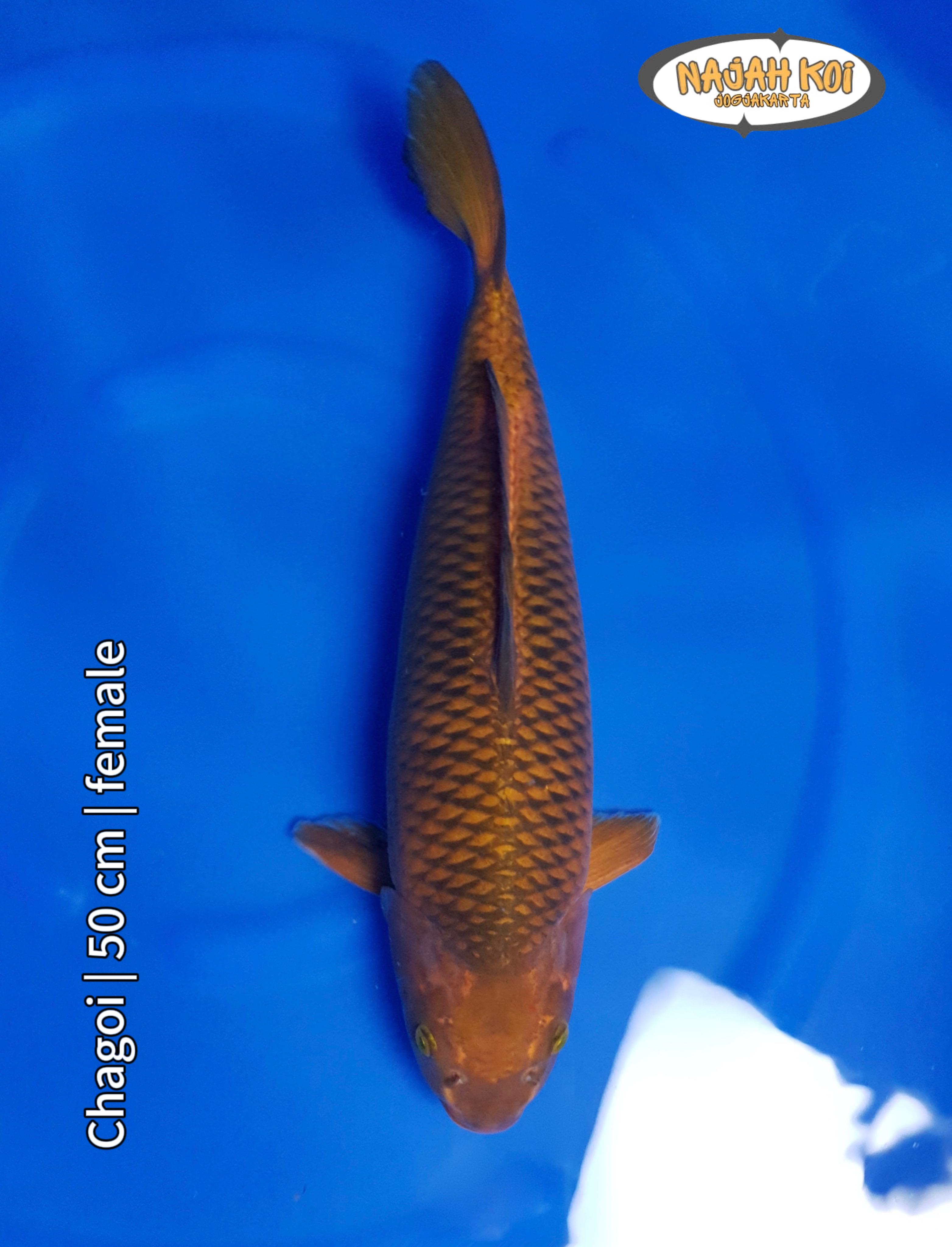 CHAGOI 50cm