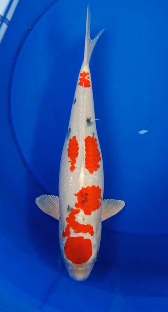 SANKE HIKARI SQ 37cm