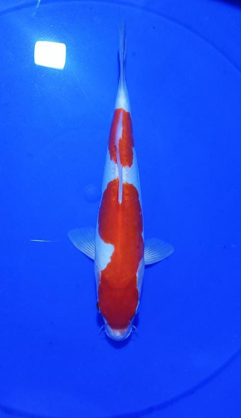KOHAKU DOITSU MURNI 30cm
