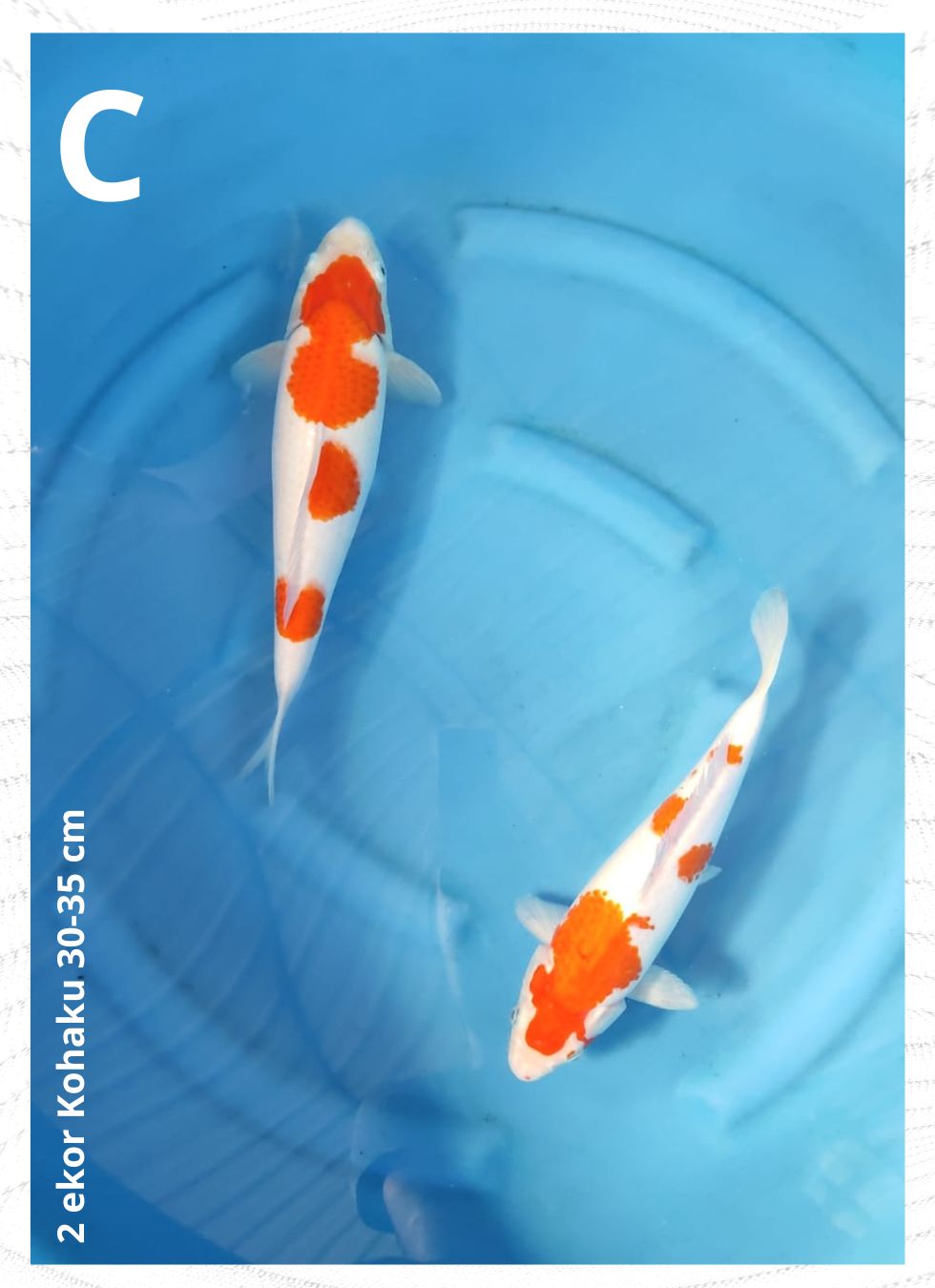 2 EKOR KOHAKU 30-35cm