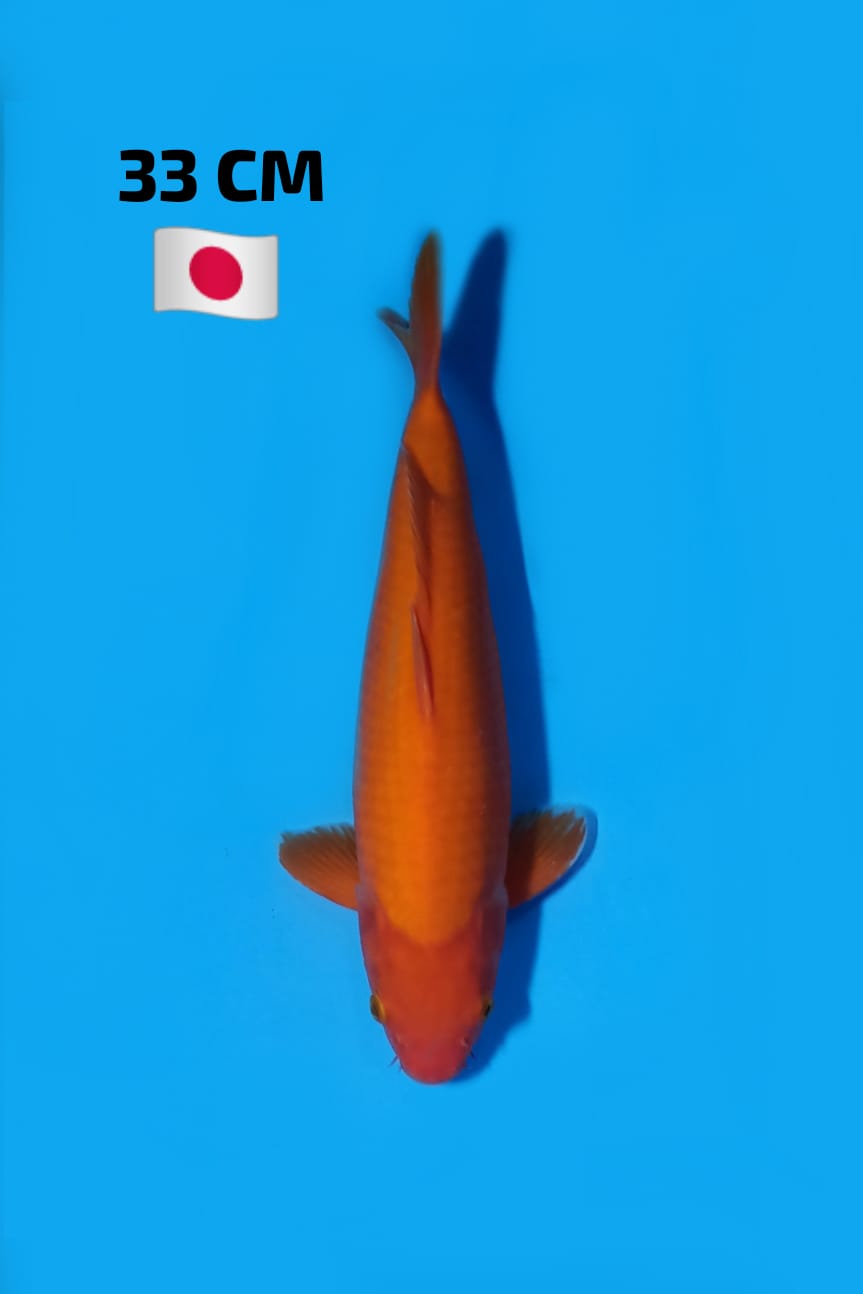 BENIGOI IMPORT 33cm
