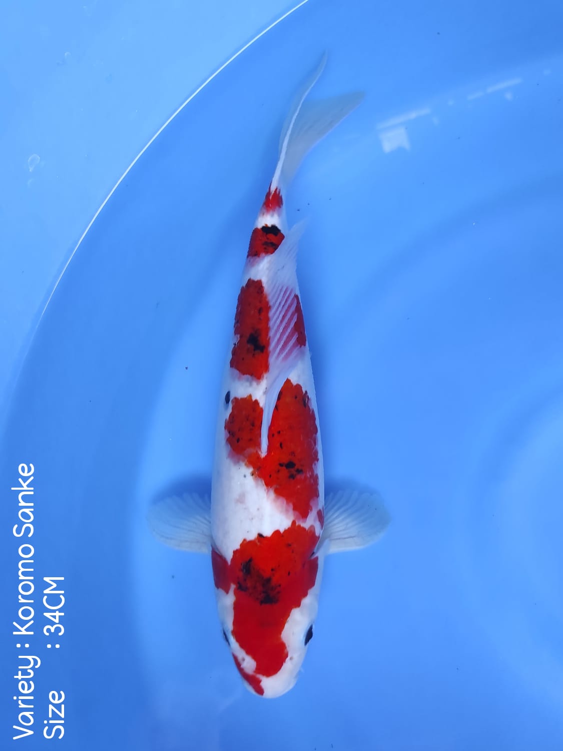 KOROMO SANKE 34cm