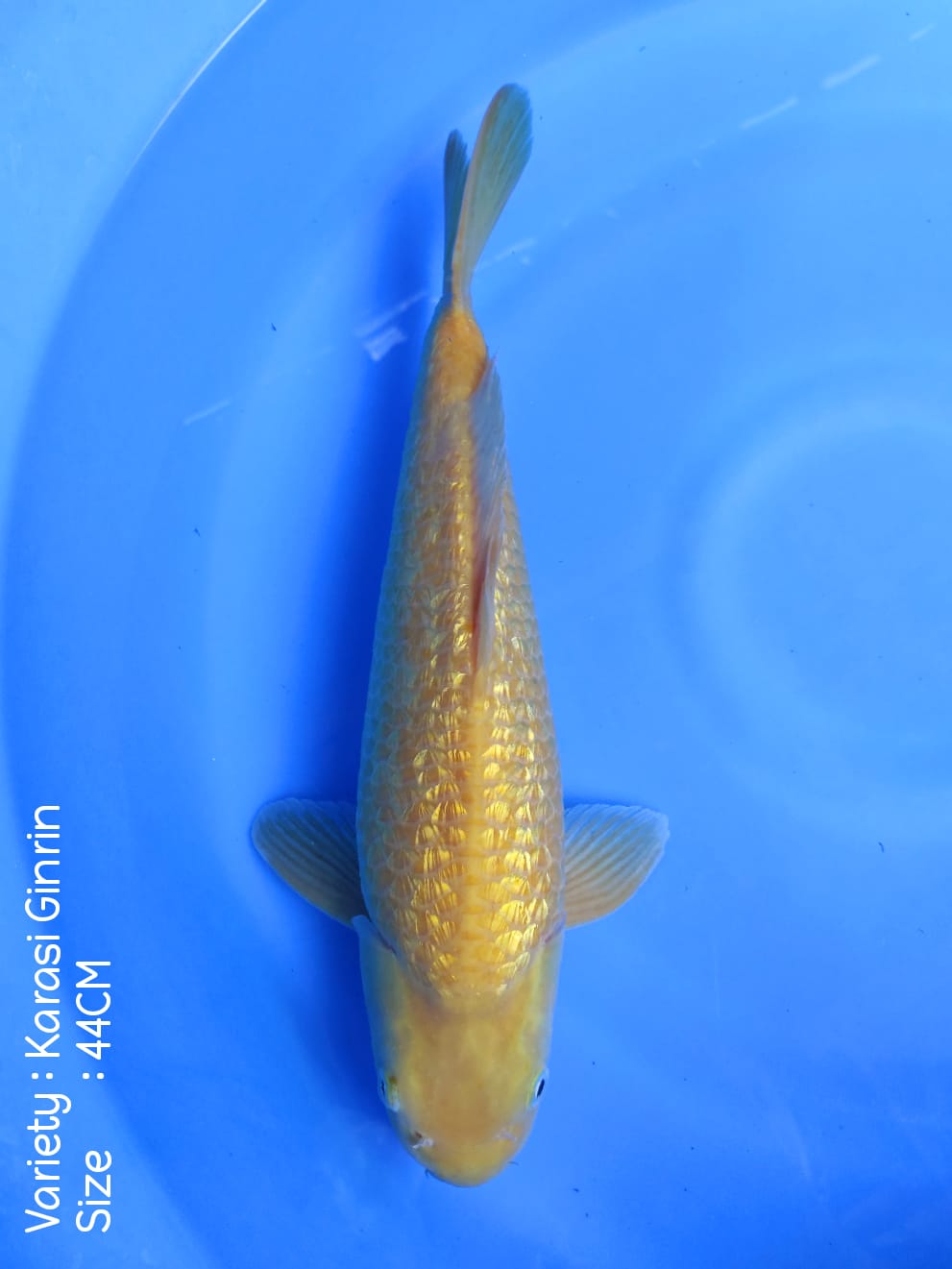 KARASI GINRIN JUMBO 44cm