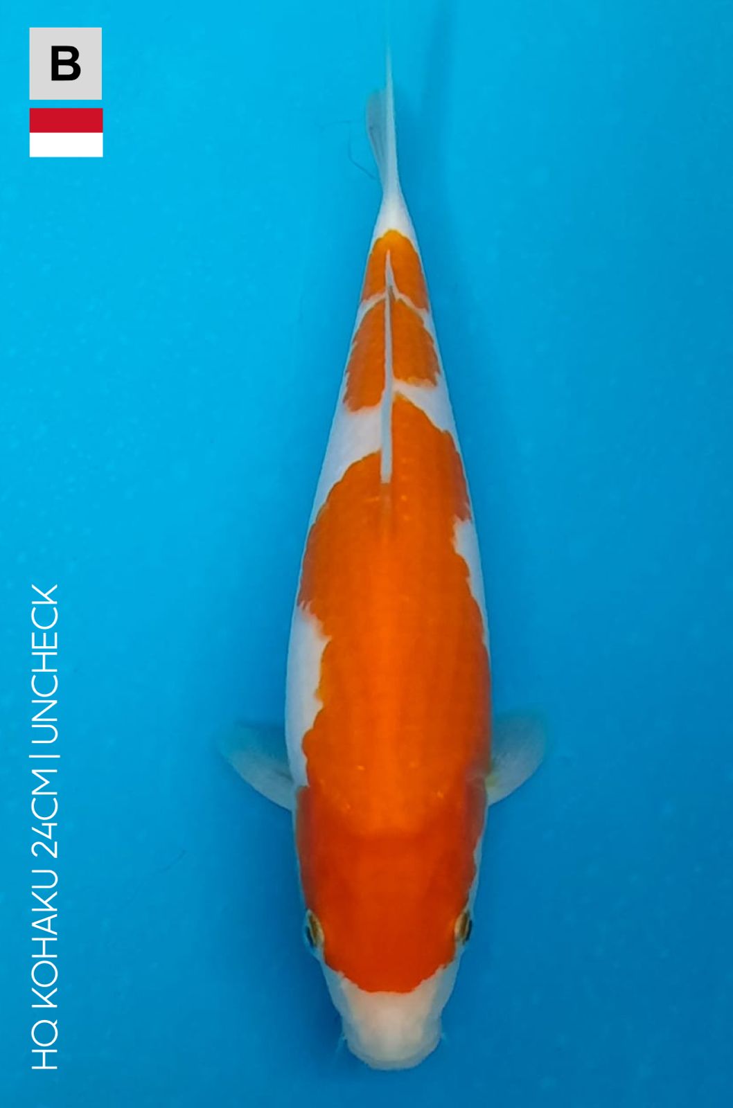 HQ KOHAKU 24cm