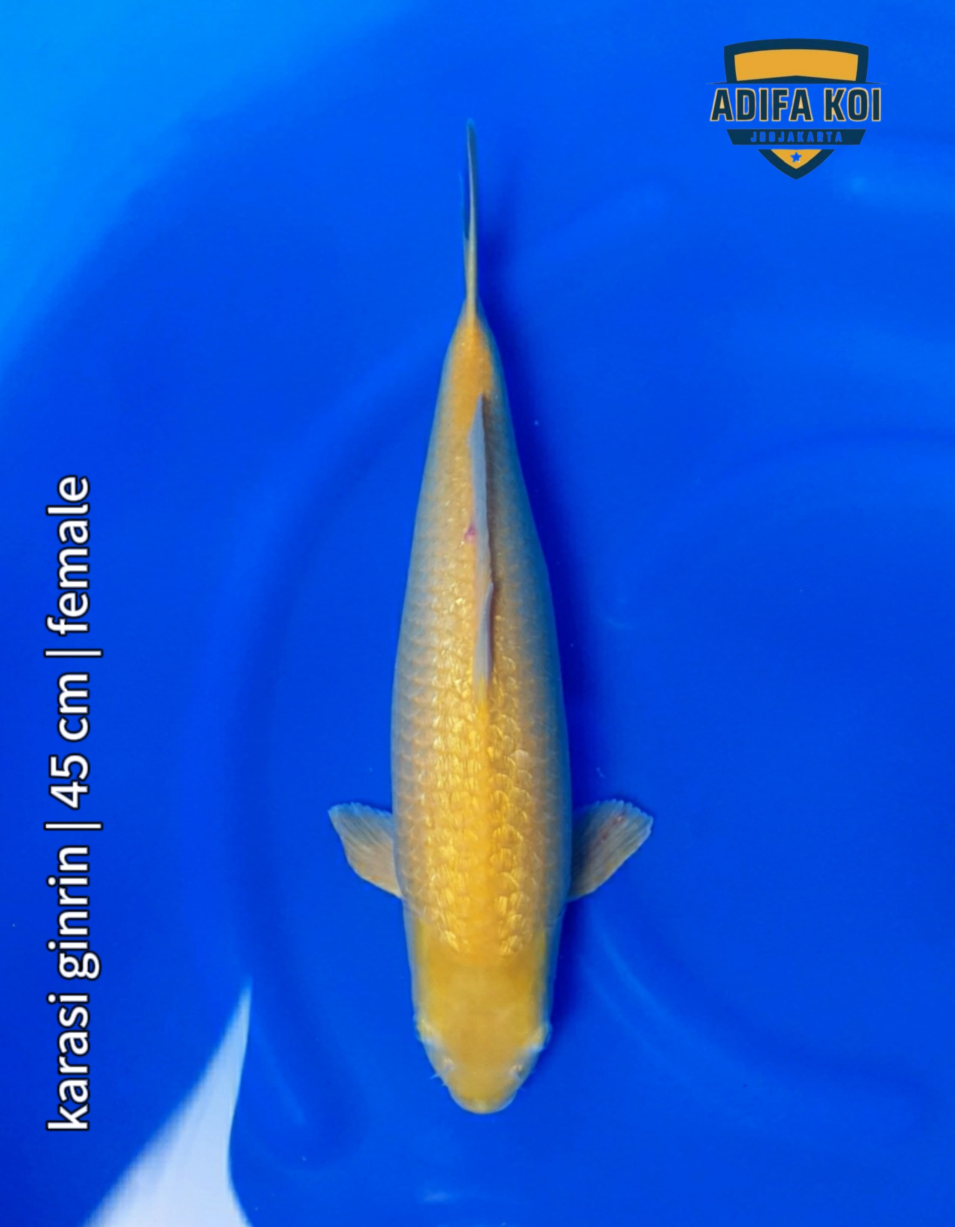 KARASI GINRIN 45cm