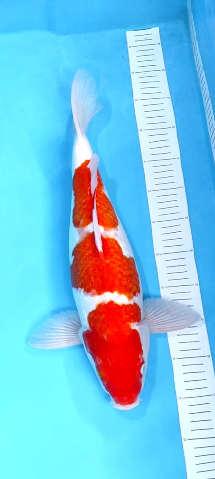 KOHAKU 48cm