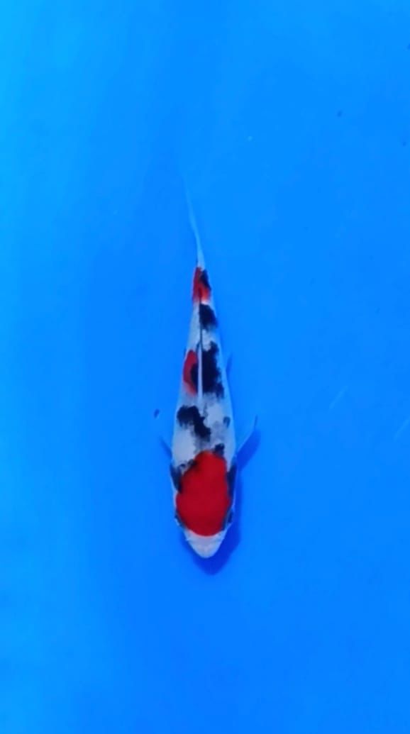 SANKE 9cm