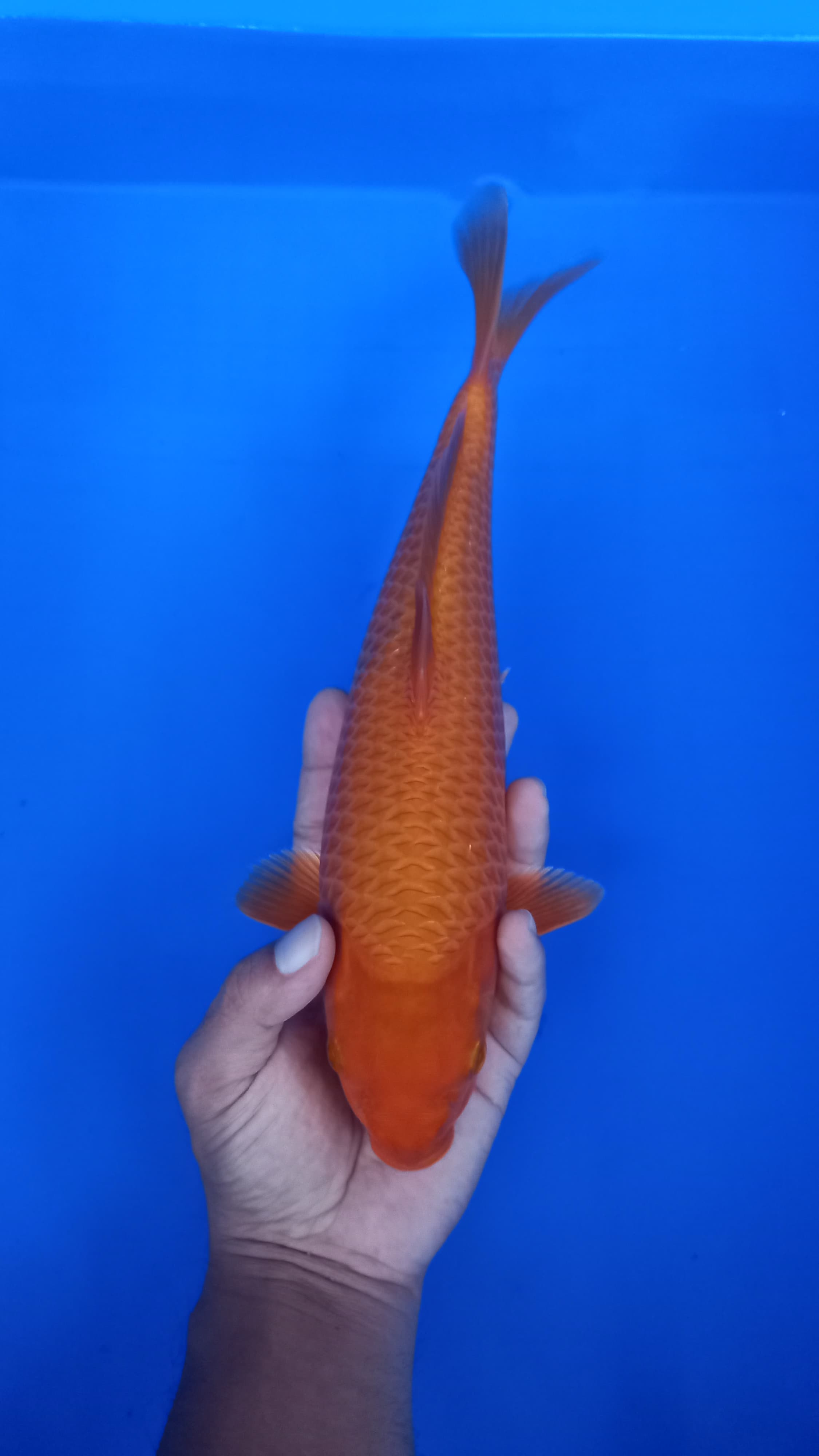 KARAMEL BAGUS JANTAN 35cm