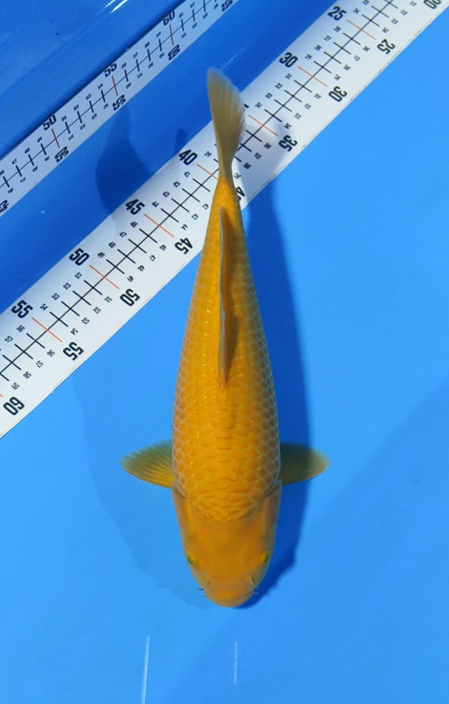 CARAMEL TOP FUKURIN 33cm