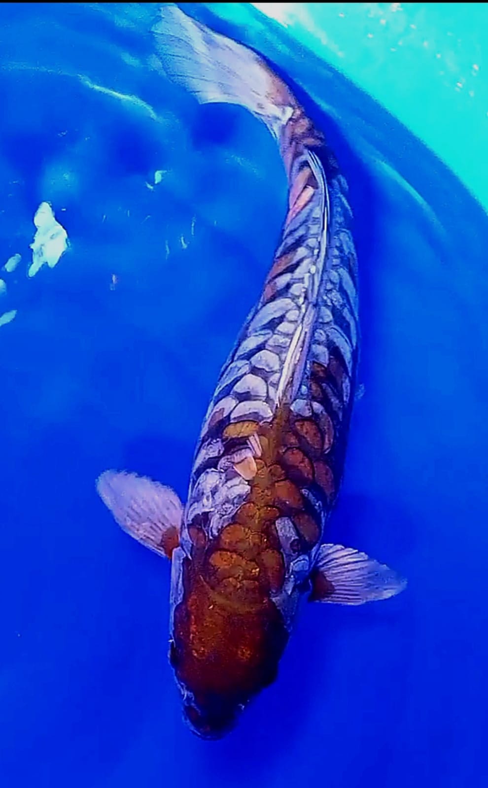 JUMBO OCHIBA SISIK NAGA FM 45cm