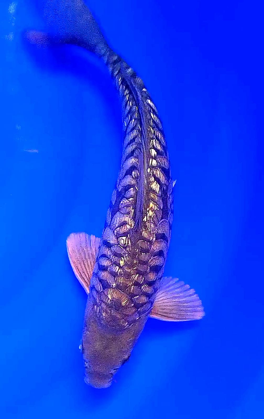 SISIK NAGA GINRIN 34cm