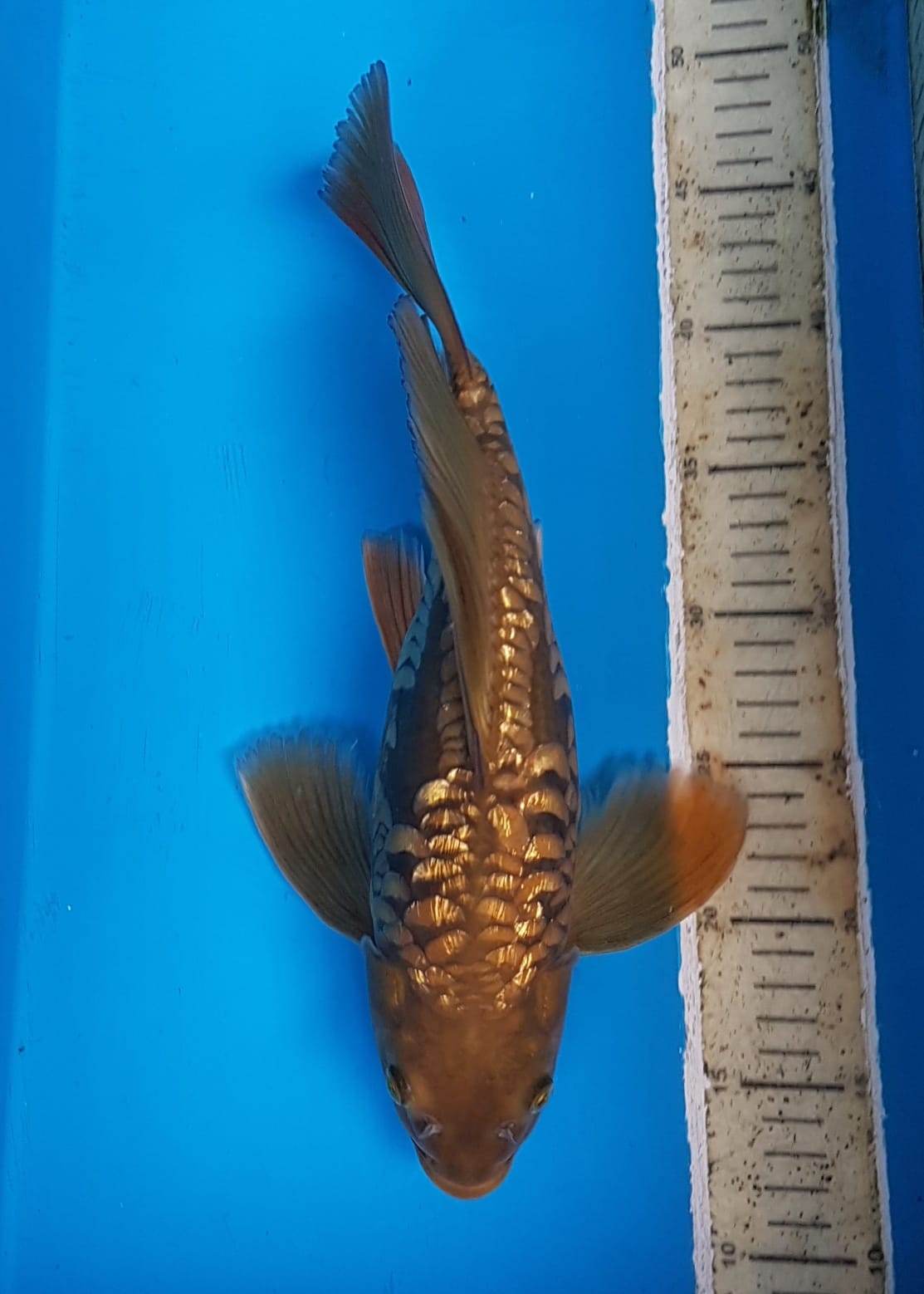 DRAGON GOLD 36cm