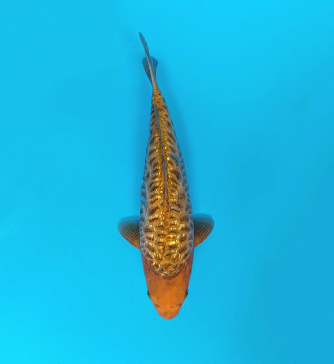 ARAGOKE CARAMEL 36cm