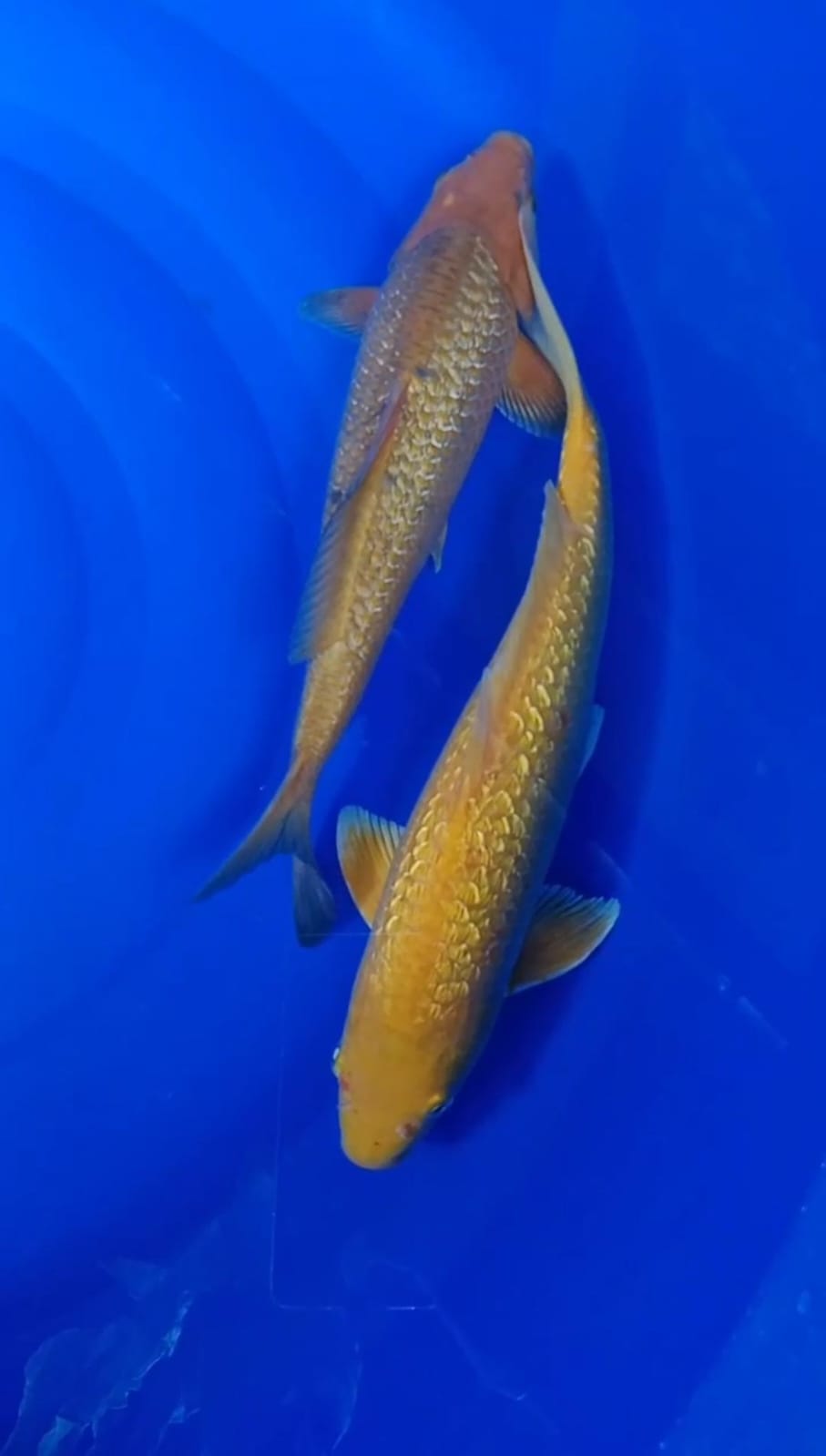 AMEL GINRIN BY PURNADI 3339cm