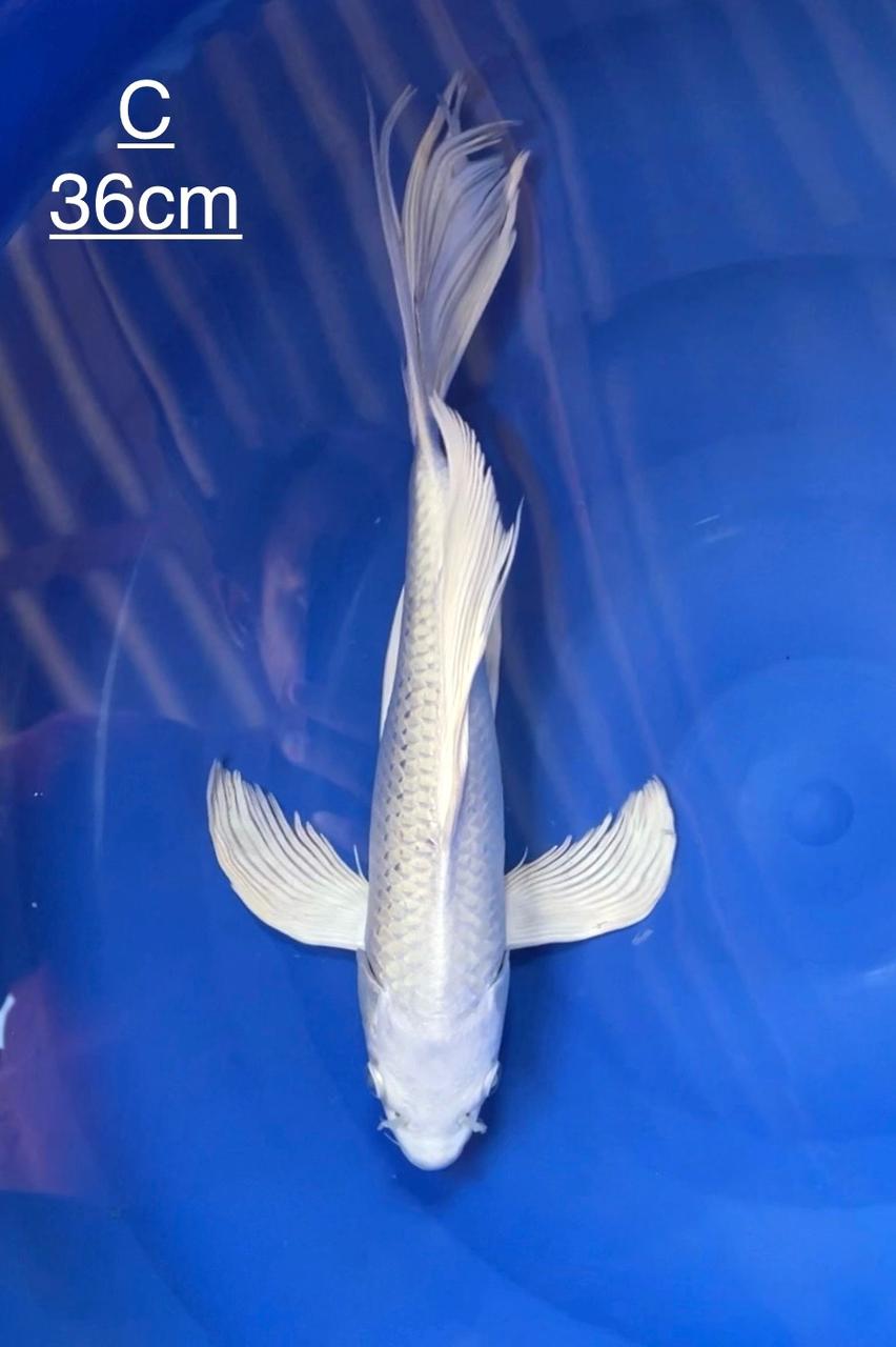 KUMPAY PLATINUM 36cm