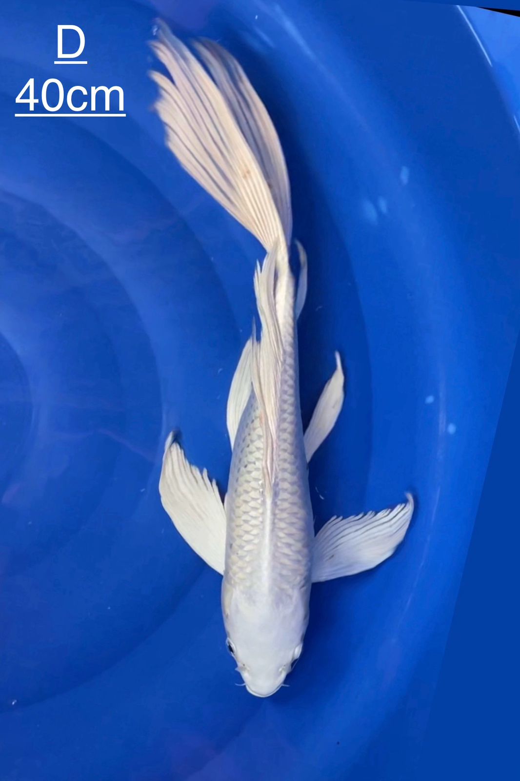 KUMPAY PLATINUM 40cm