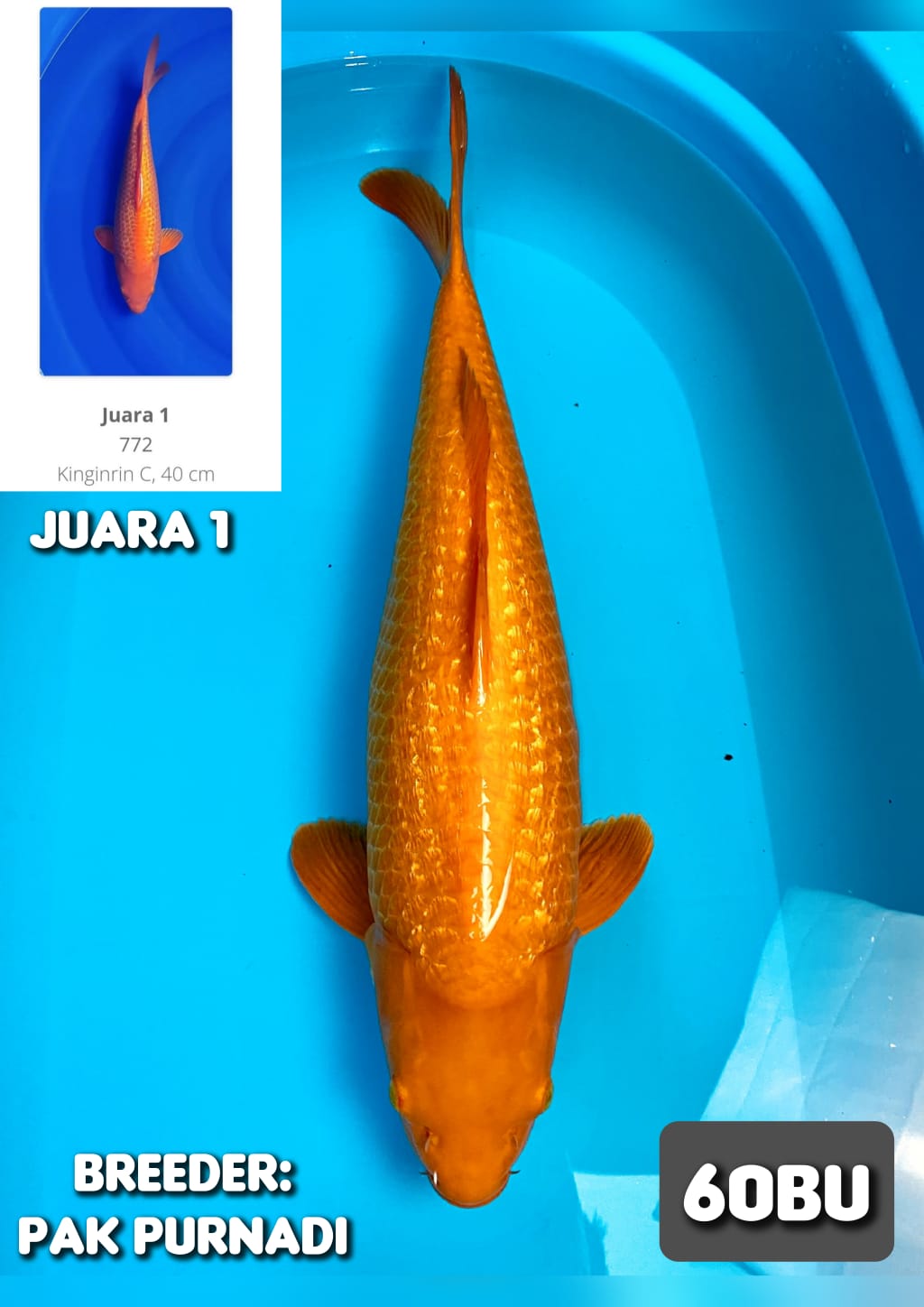 RED KARASI GINRIN JUARA 1 57cm