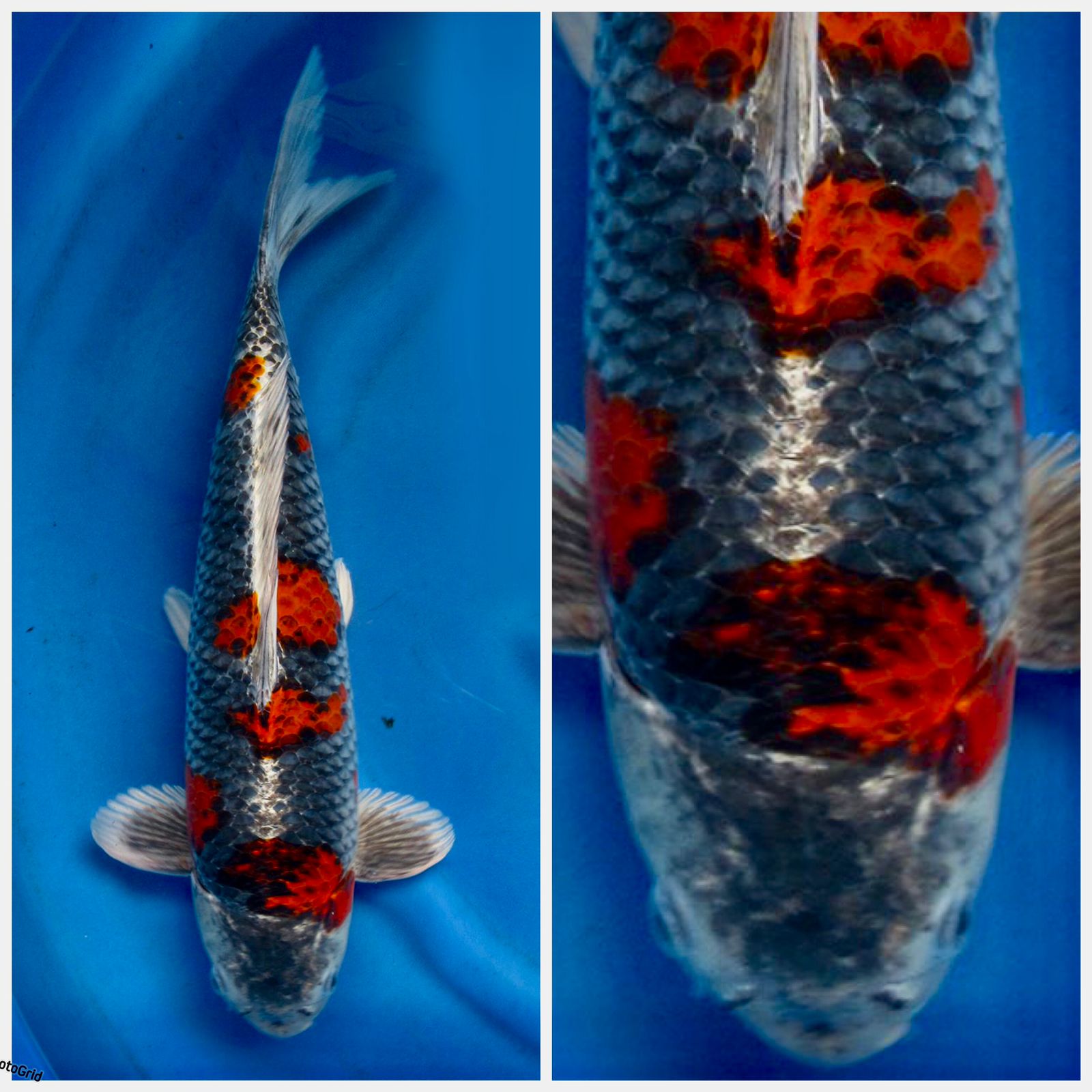 SUPER RED BENI GINGGA F1 MARUSAI 50cm MALE