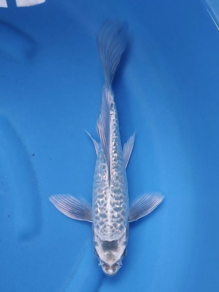 KUMPAY ARAGOKE FULL 33cm