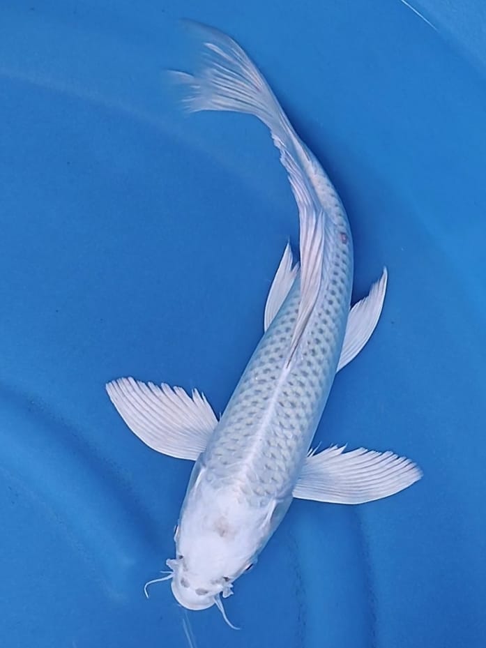 KUMPAY LEBAR PLATINUM 35cm