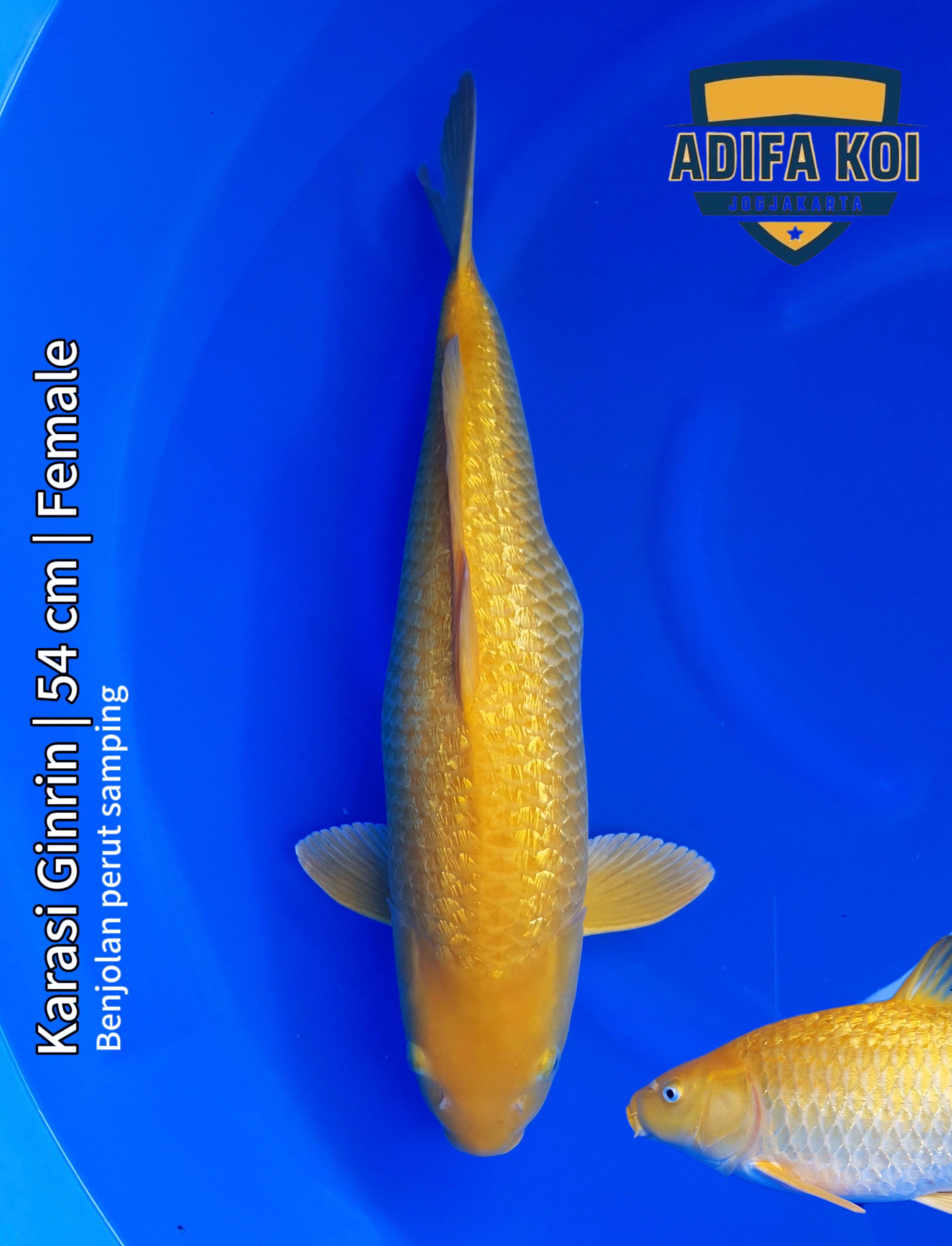 KARASI GINRIN 54cm