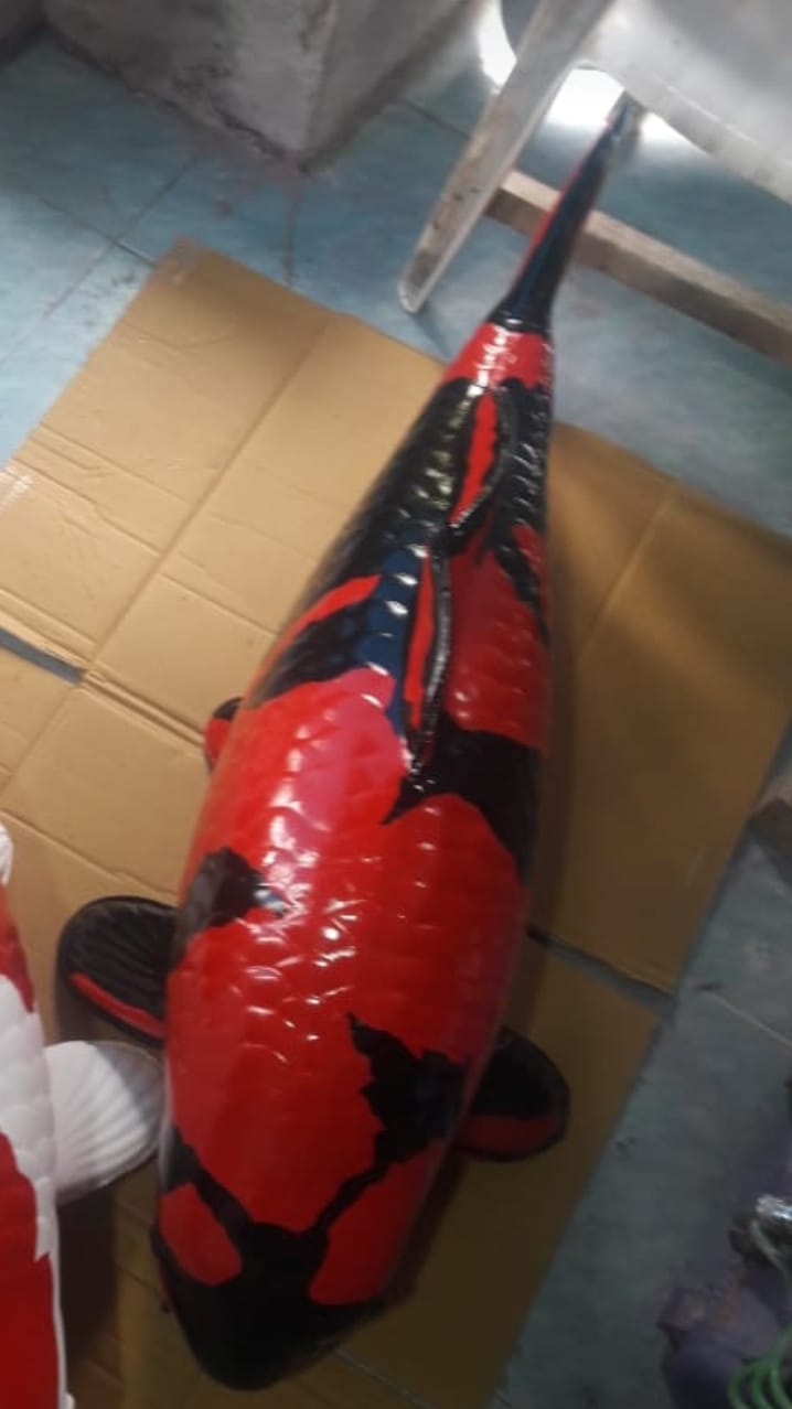 JUMBO KOI MINIATUR POLA BISA KOSTUM 60cm