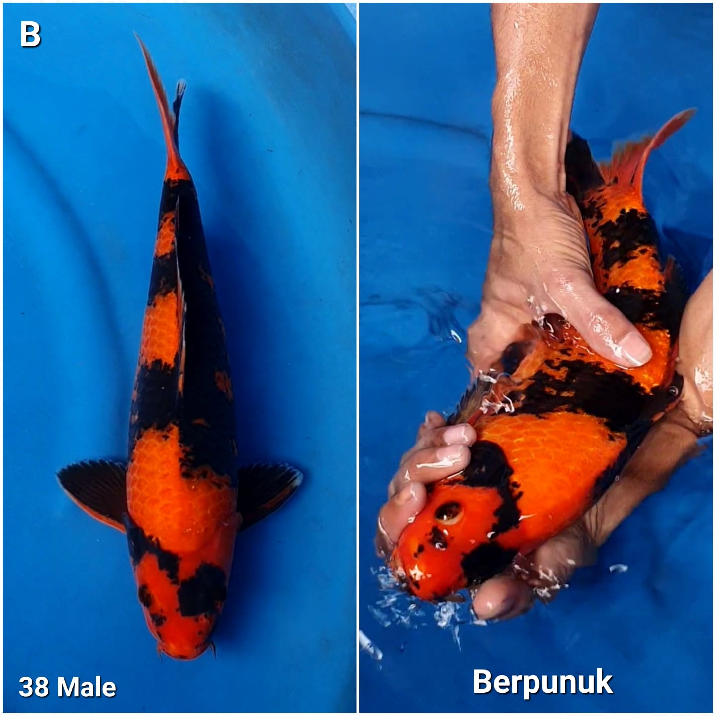 HI UTSURI BERPUNUK MERAH TEMBUS PERUT 38cm